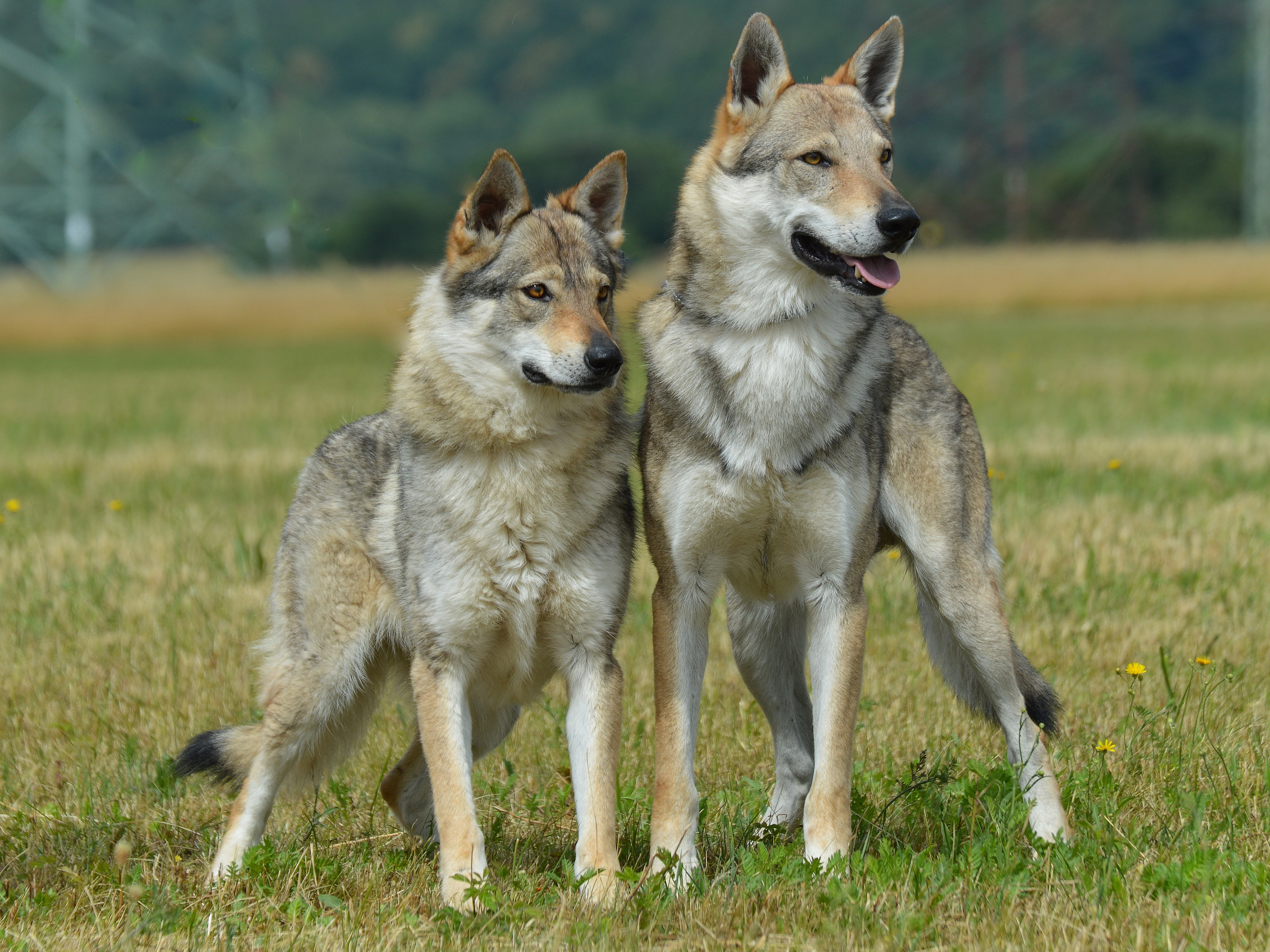 Československý vlčák s PP