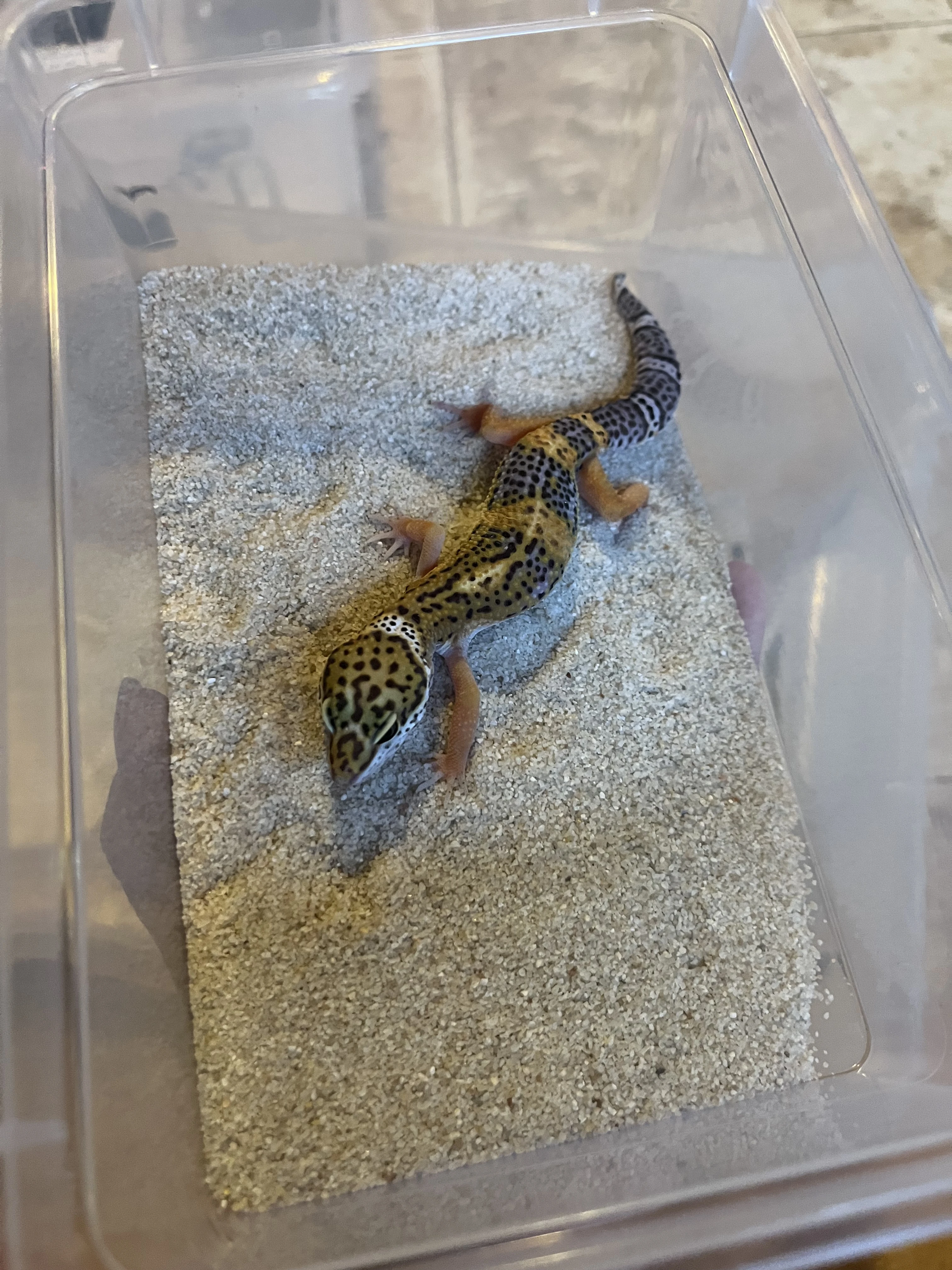 Gekončík noční mláďata