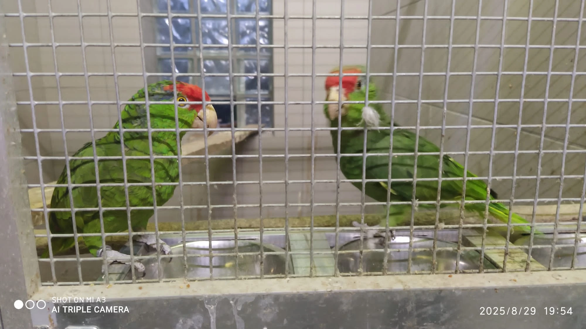 Amazoňan zelenolící