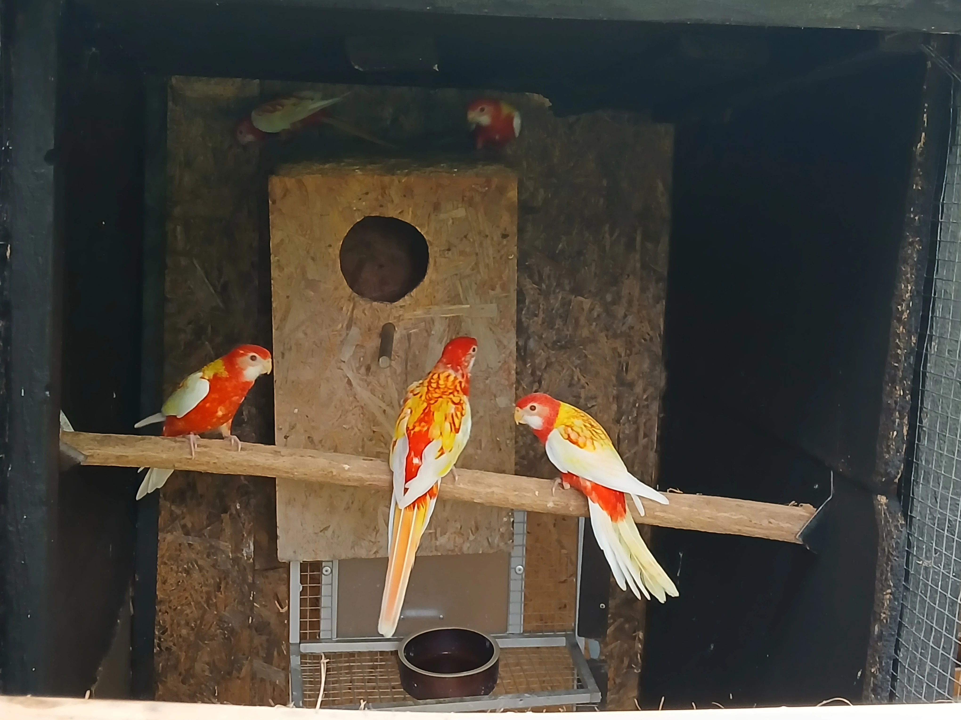 Prodám Rozely, Penanty