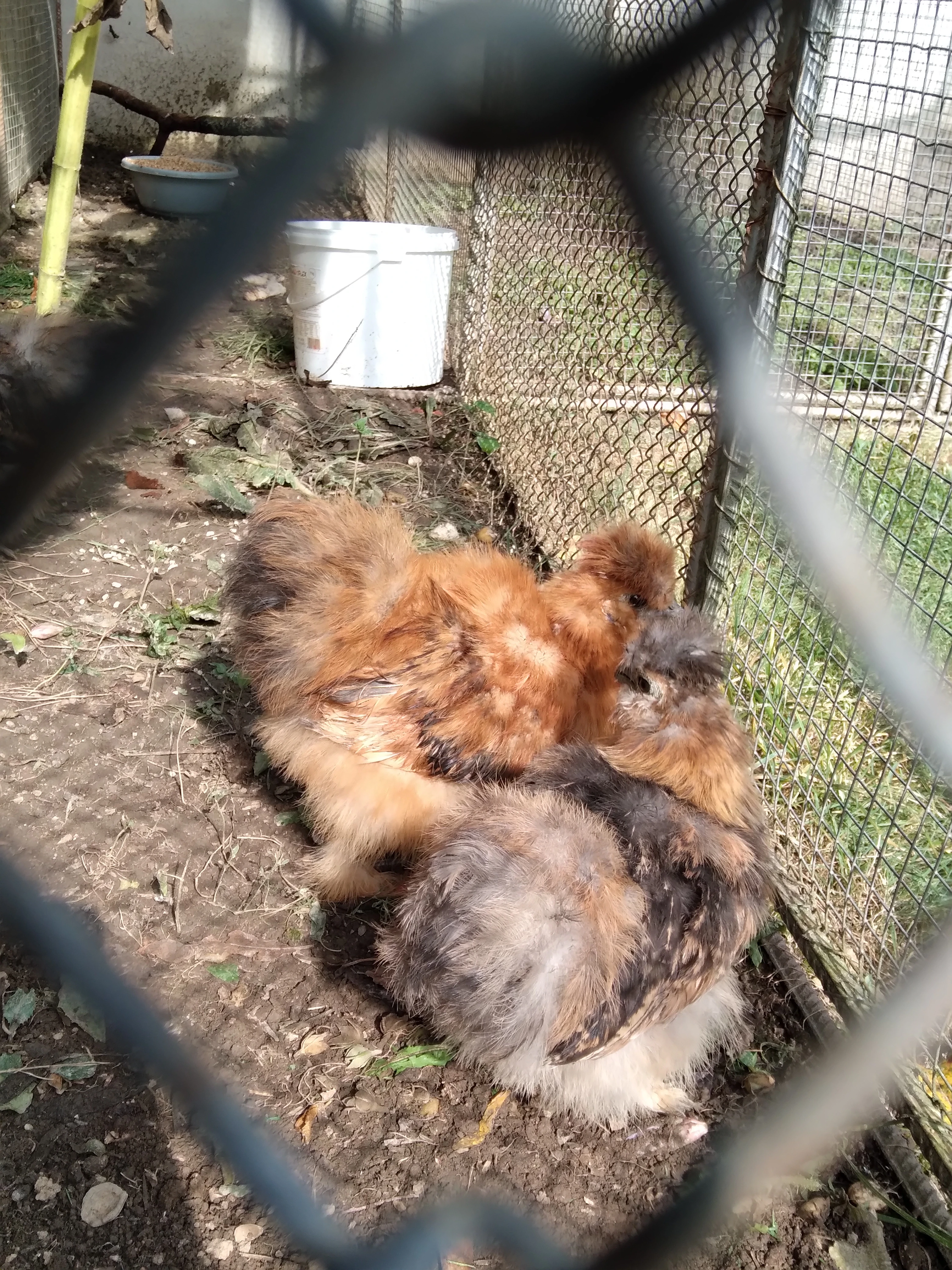 Kohouti hedvábničky