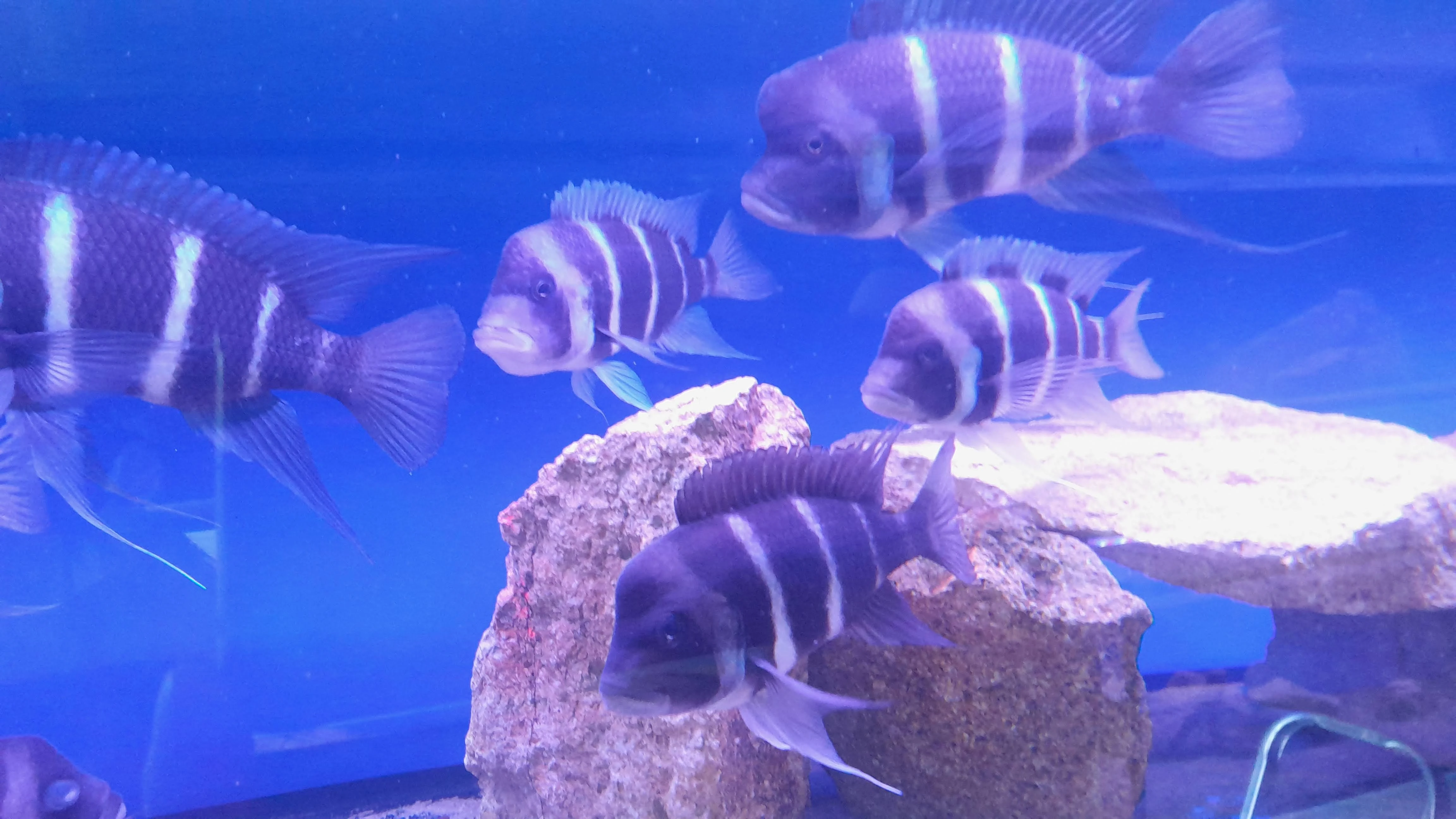 Cyphotilapia gibberosa Mtosi