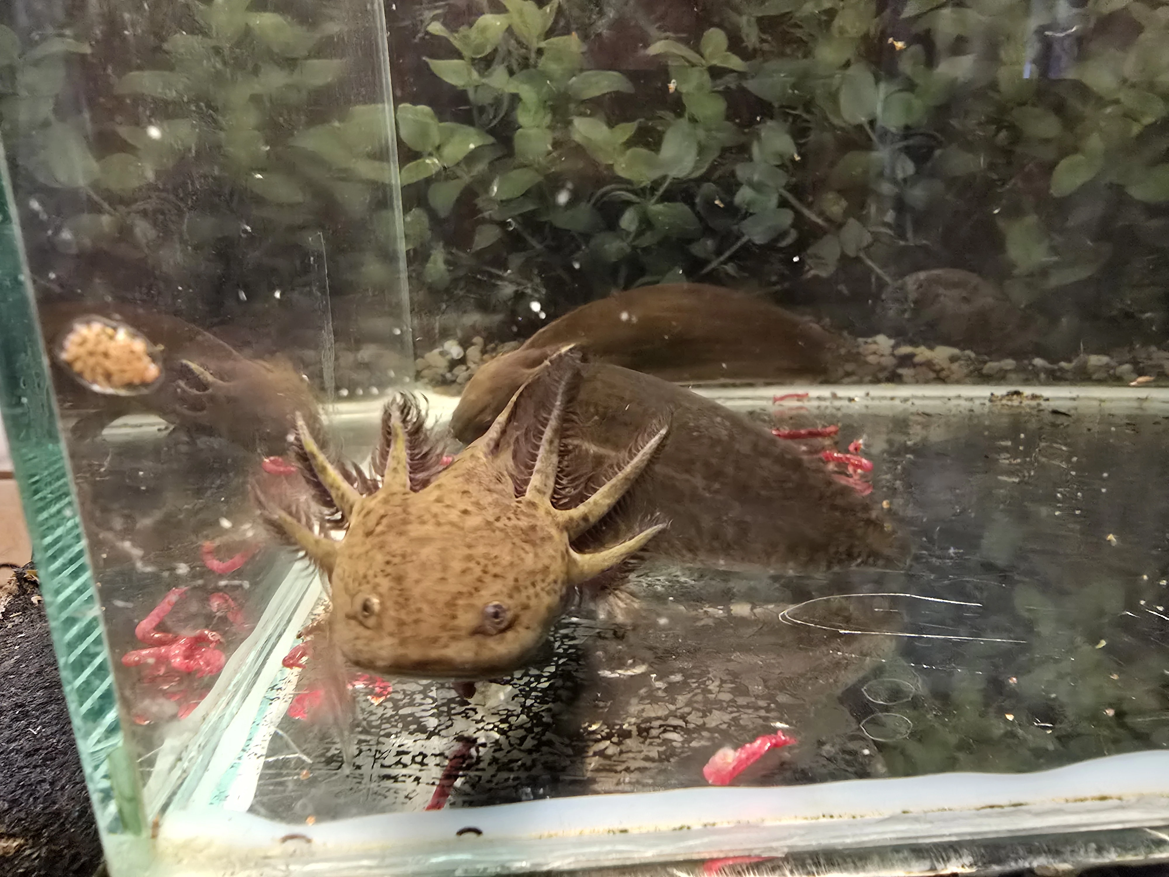 Axolotl mexický