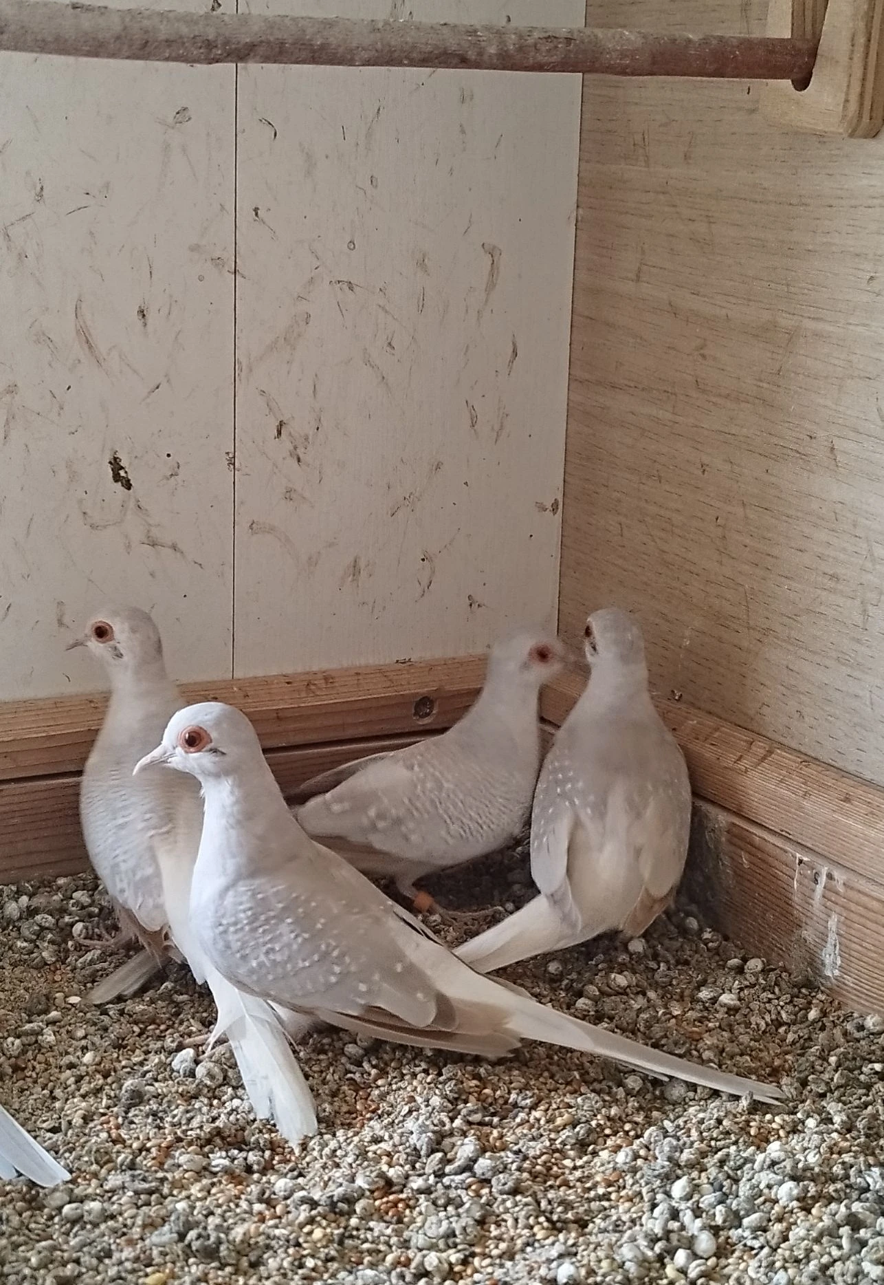 Holoubek diamantový