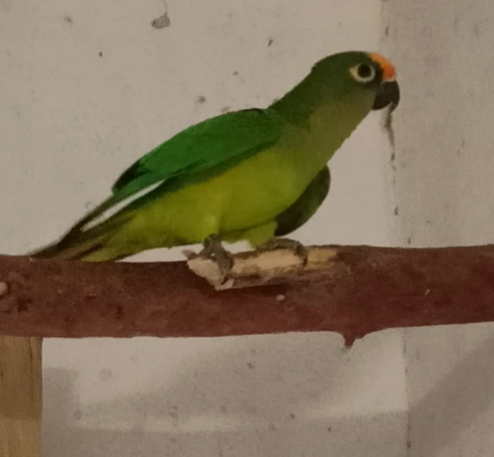 Aratinga zlatočelý