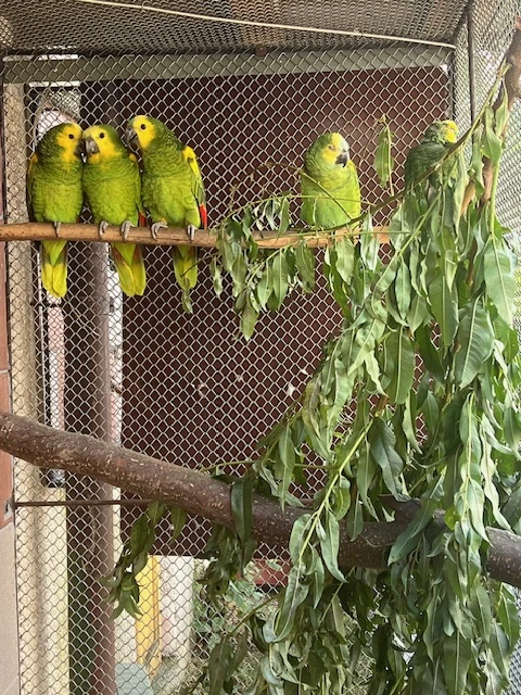 Amazoňan Modročelý, kakadu růžový