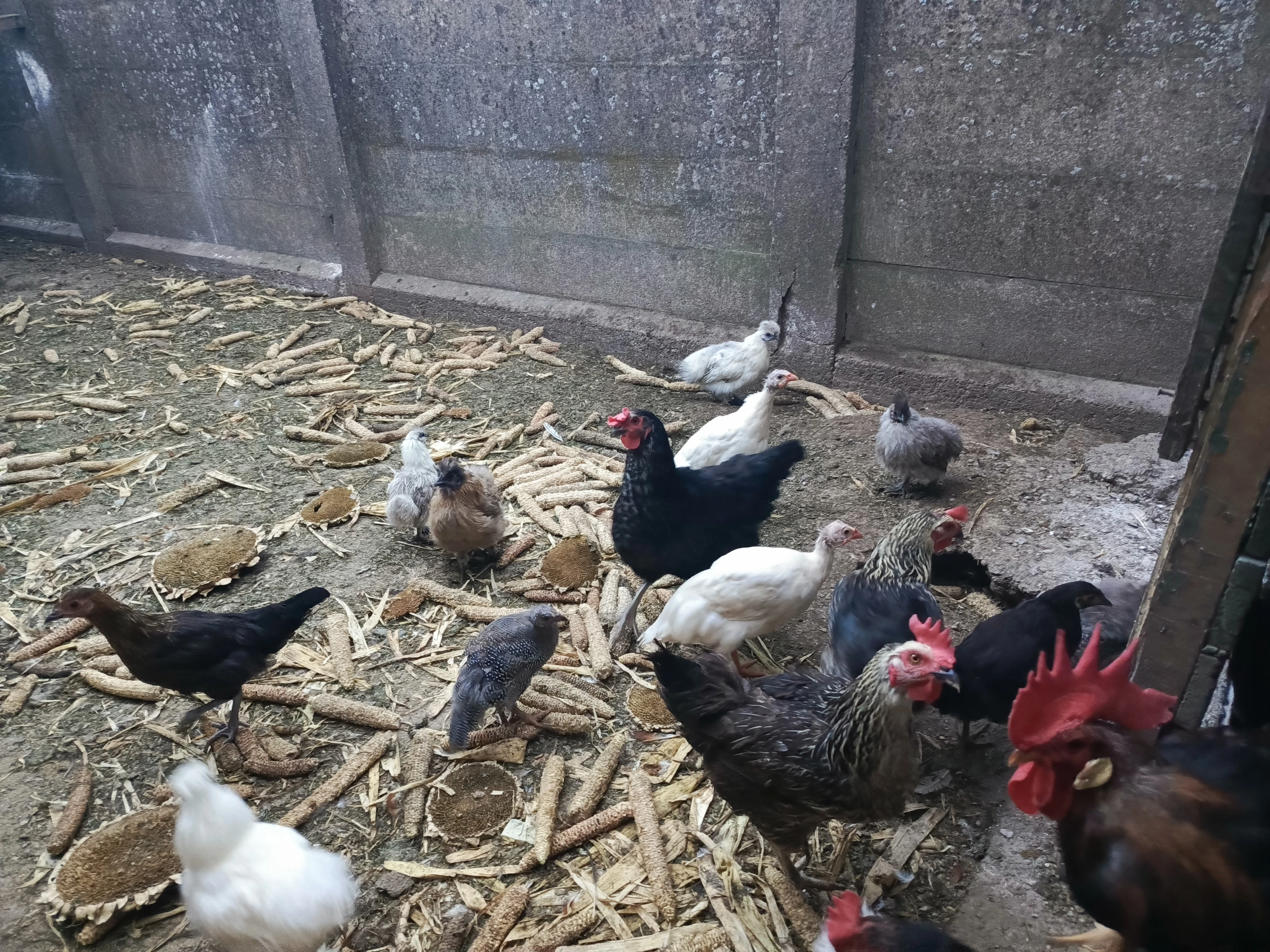 Hedvábnička zdrobnělá