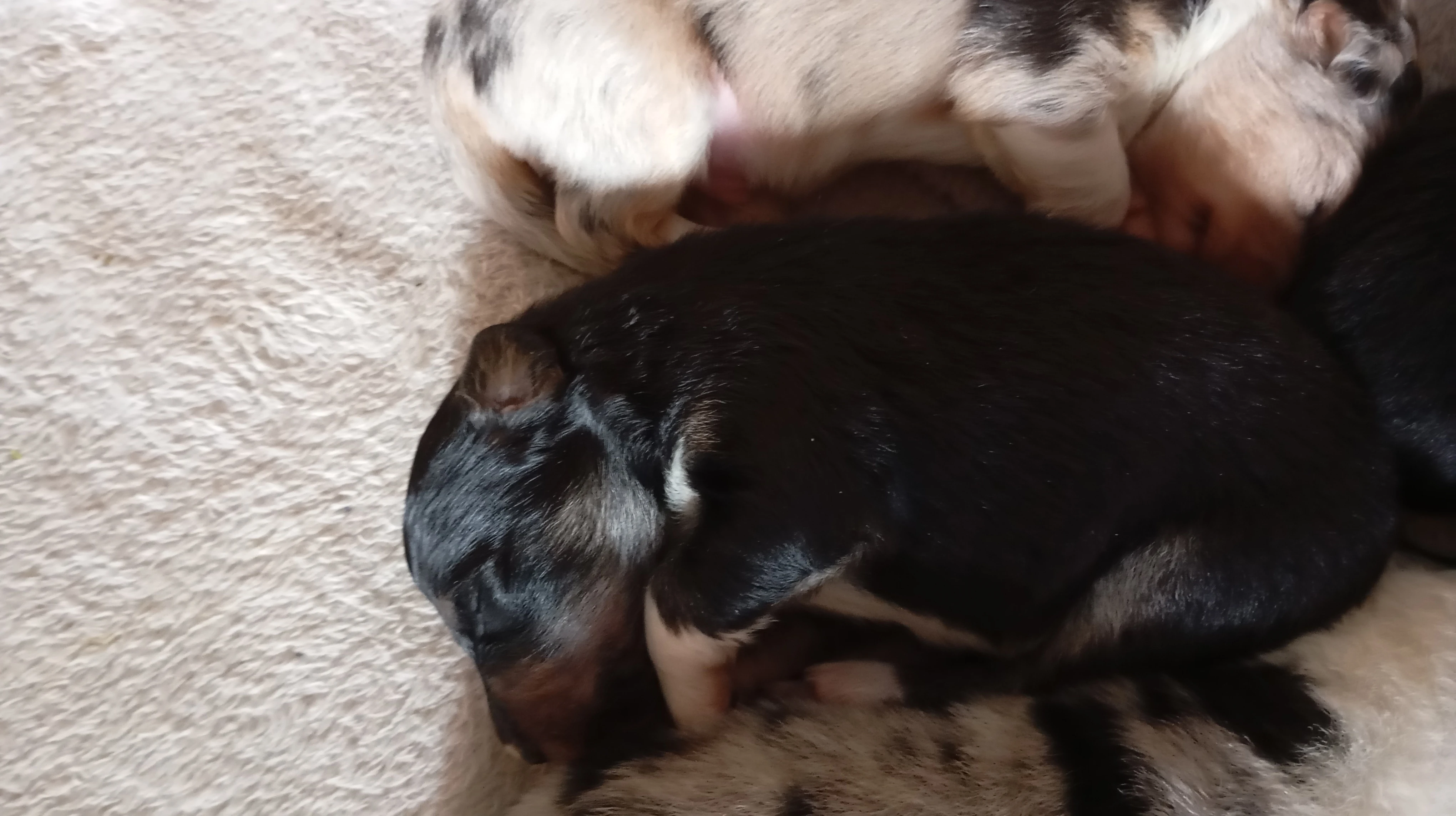 Štěňata v typu border kolie