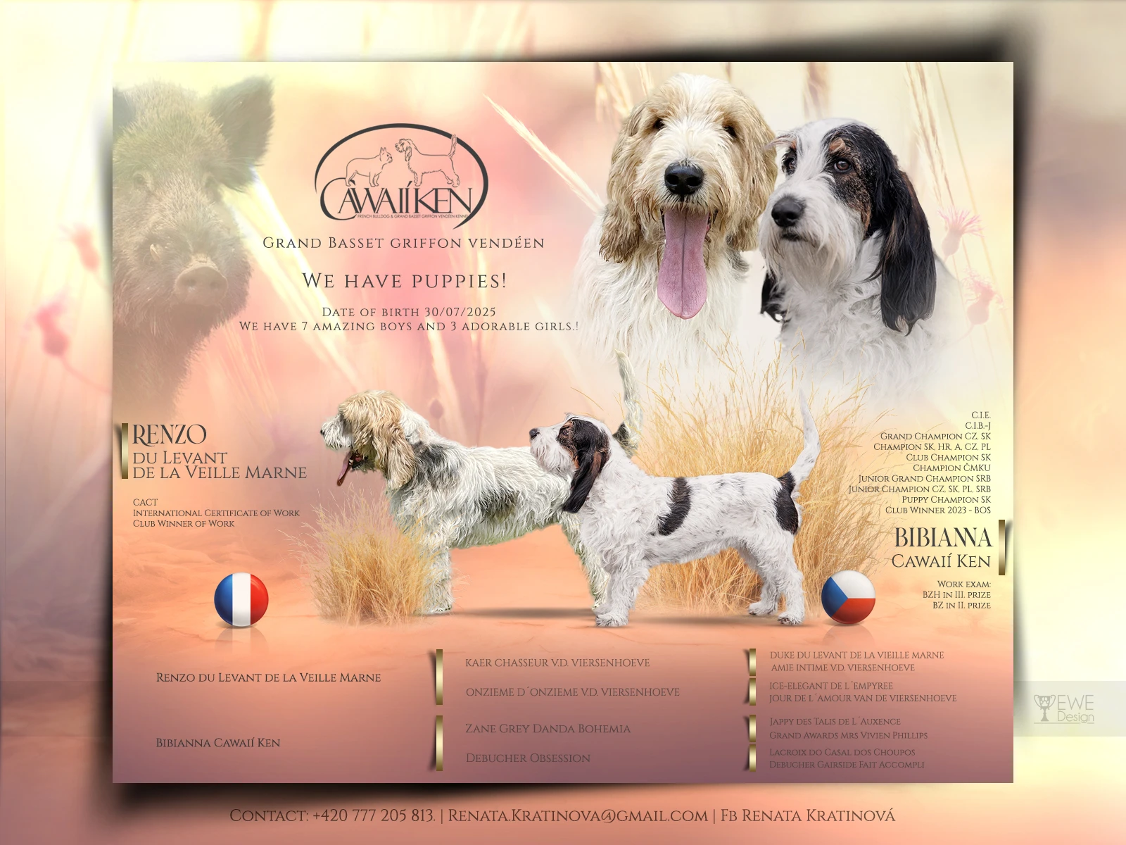 Velký hrubosrstý vendéeský basset