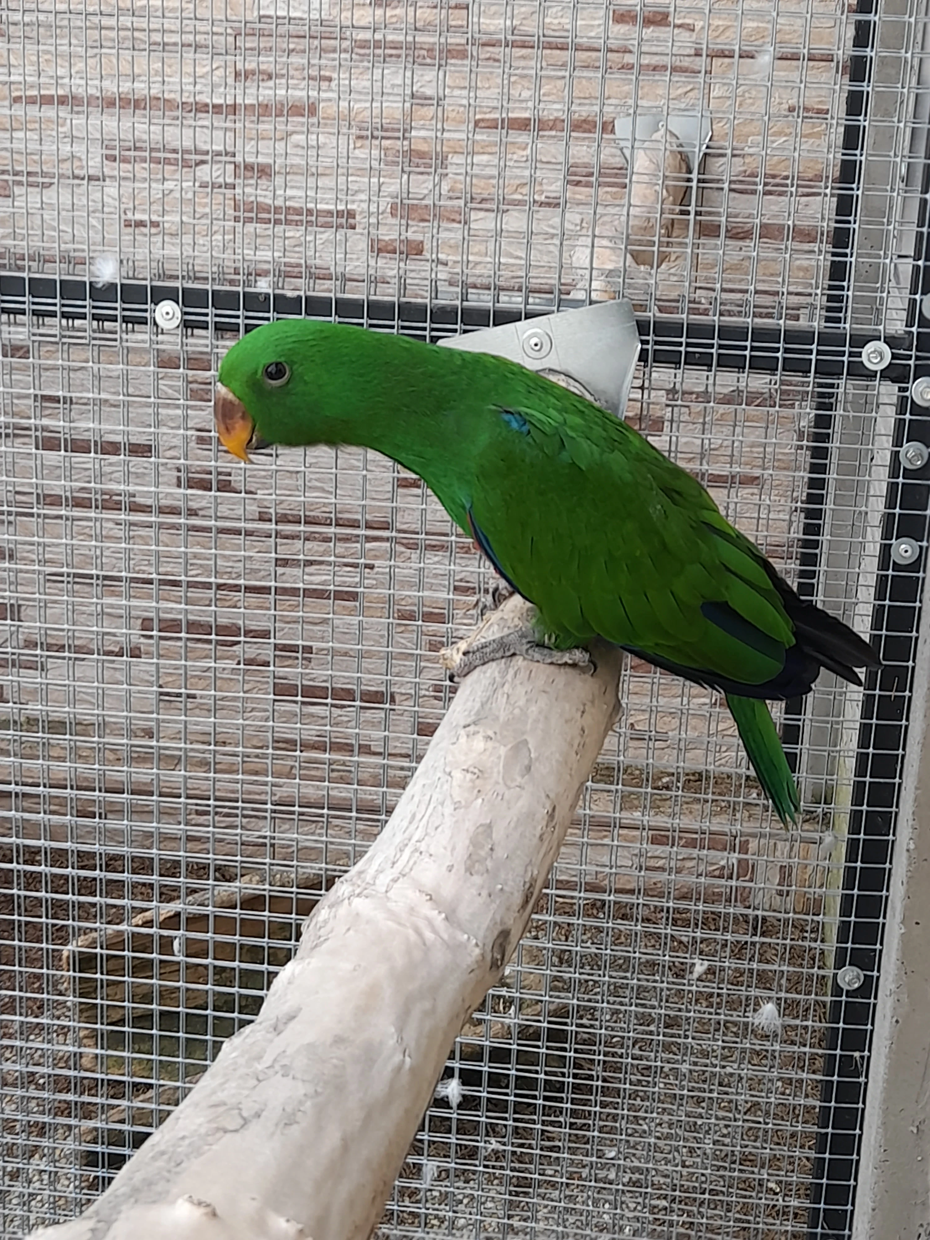 Eklektus polychloros