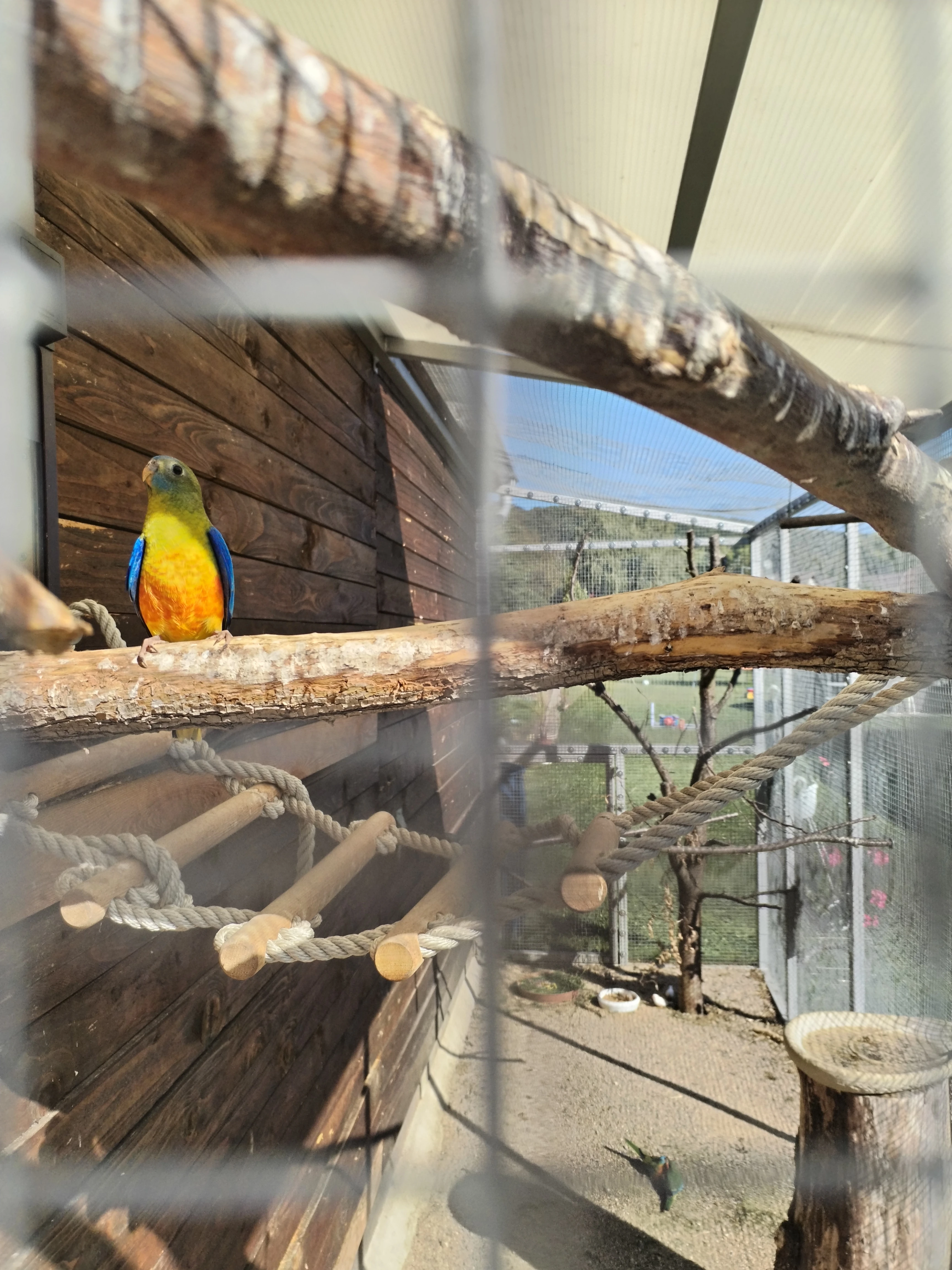 Prodám samce neofemy tyrkysové