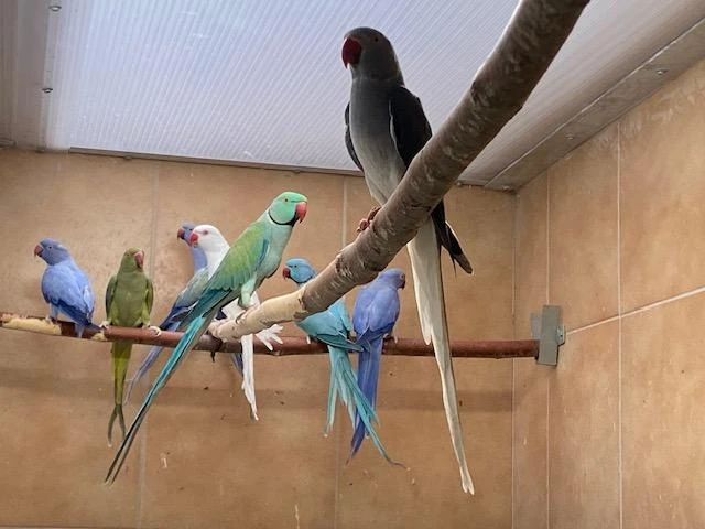 Prodám alexandr malý mutace