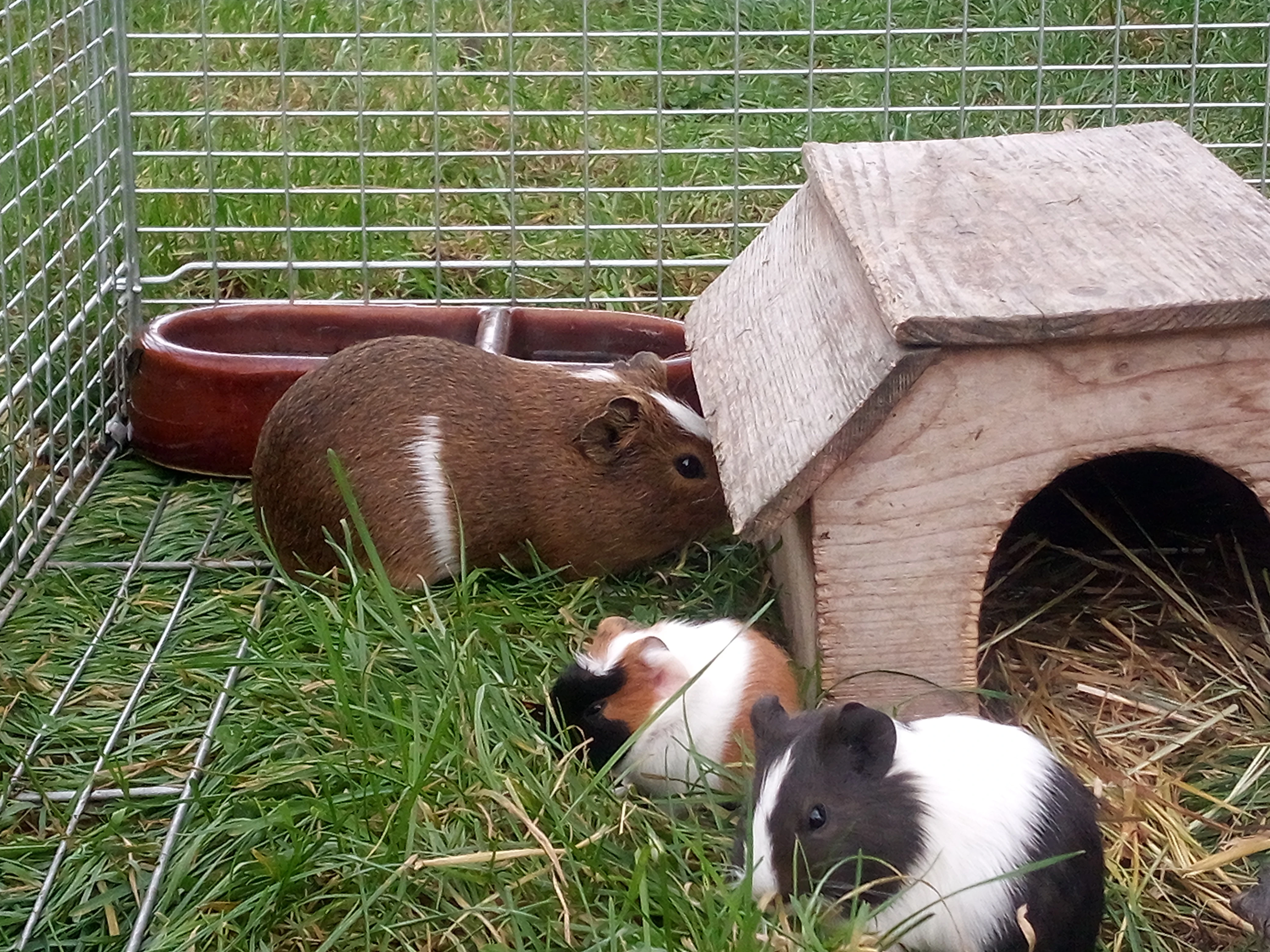 Prodám mláďata Morčat ( Morče Domácí )