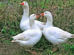 Husa česká letošní odchov