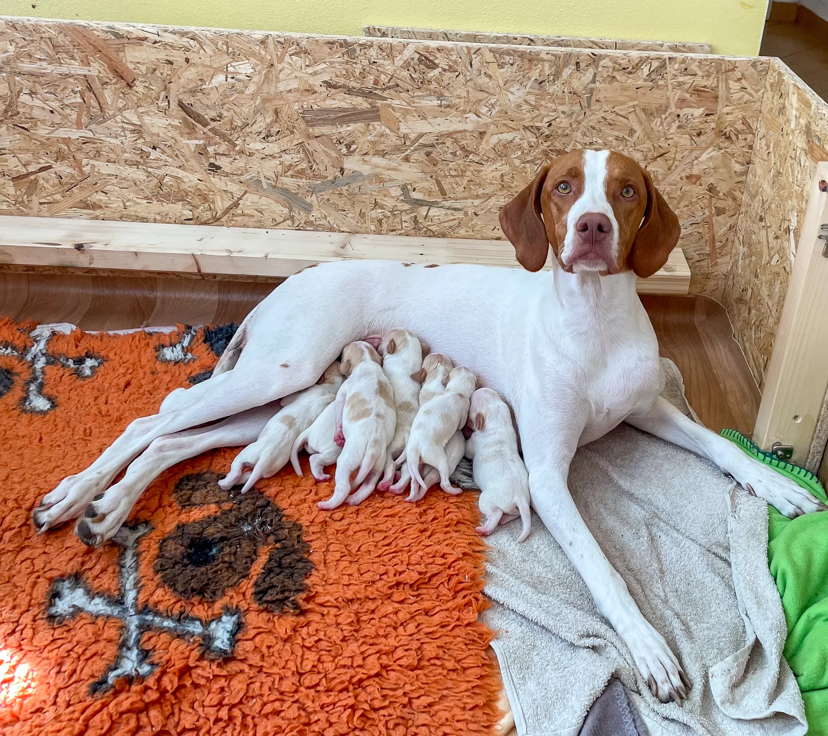 Saintgermánský ohař