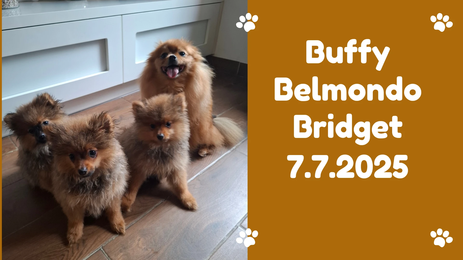 Německý špic malý s PP (FCI)– štěňátka k odběru