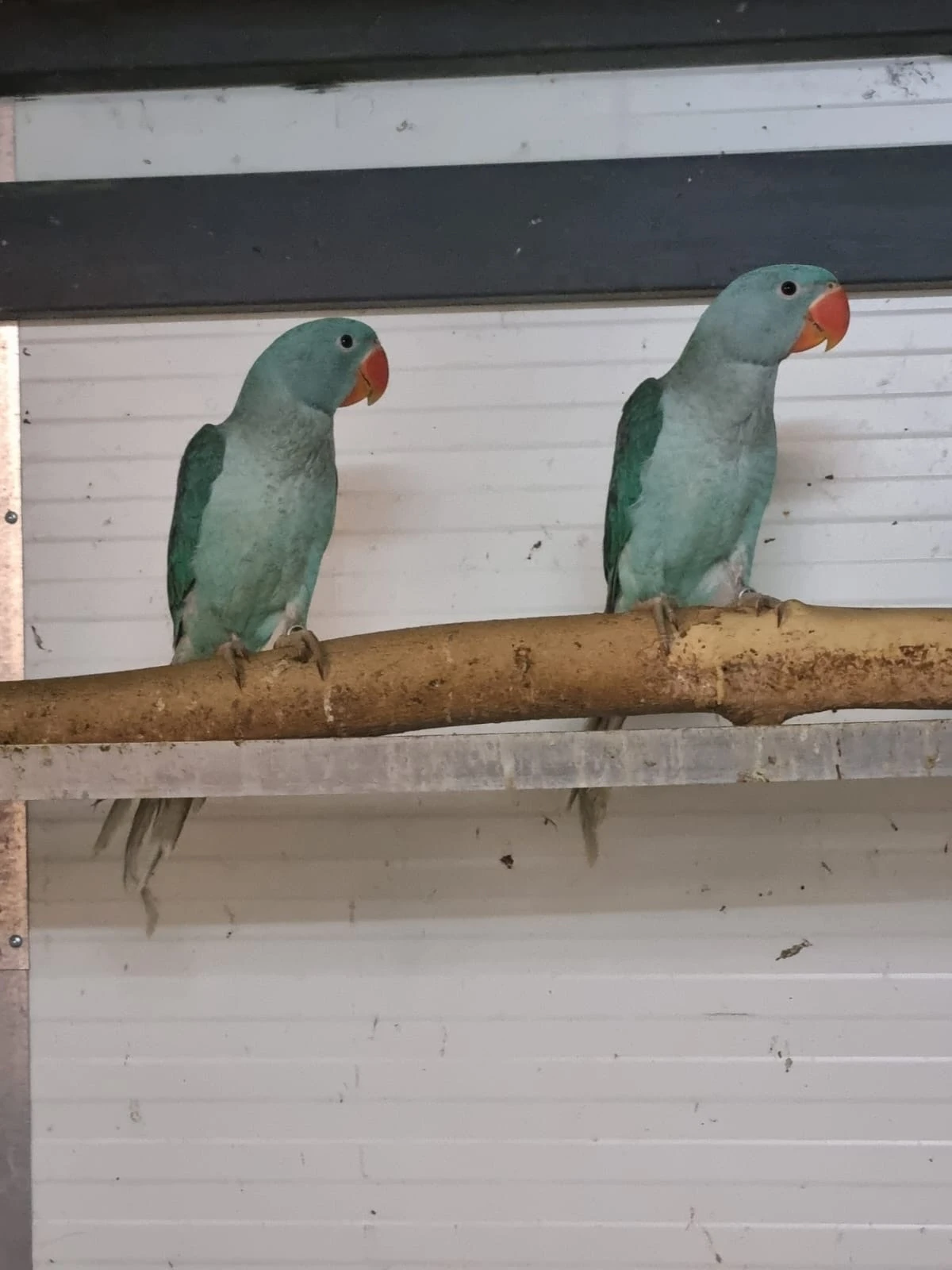 Alexandr velký mutace