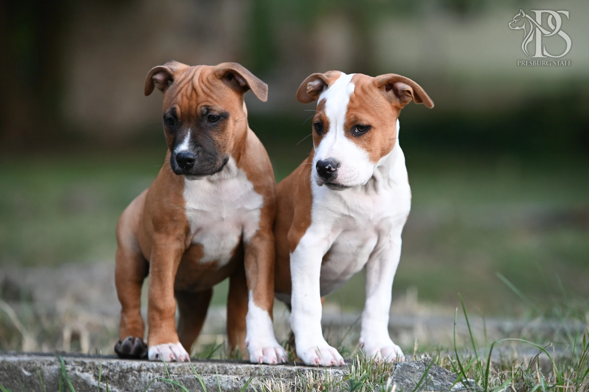 Tri prekrásne fenky a psík