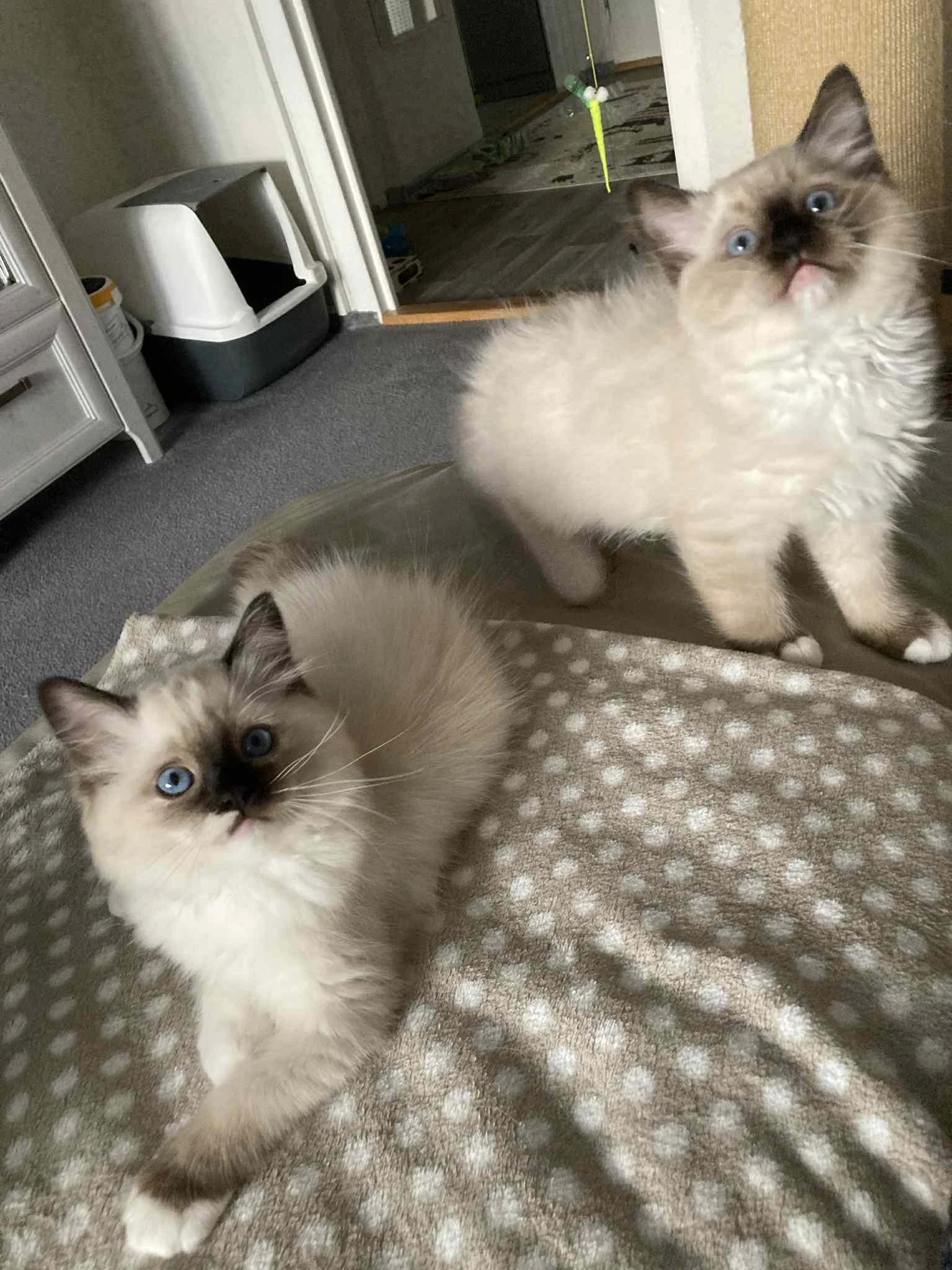 Ragdollí koťátka s PP