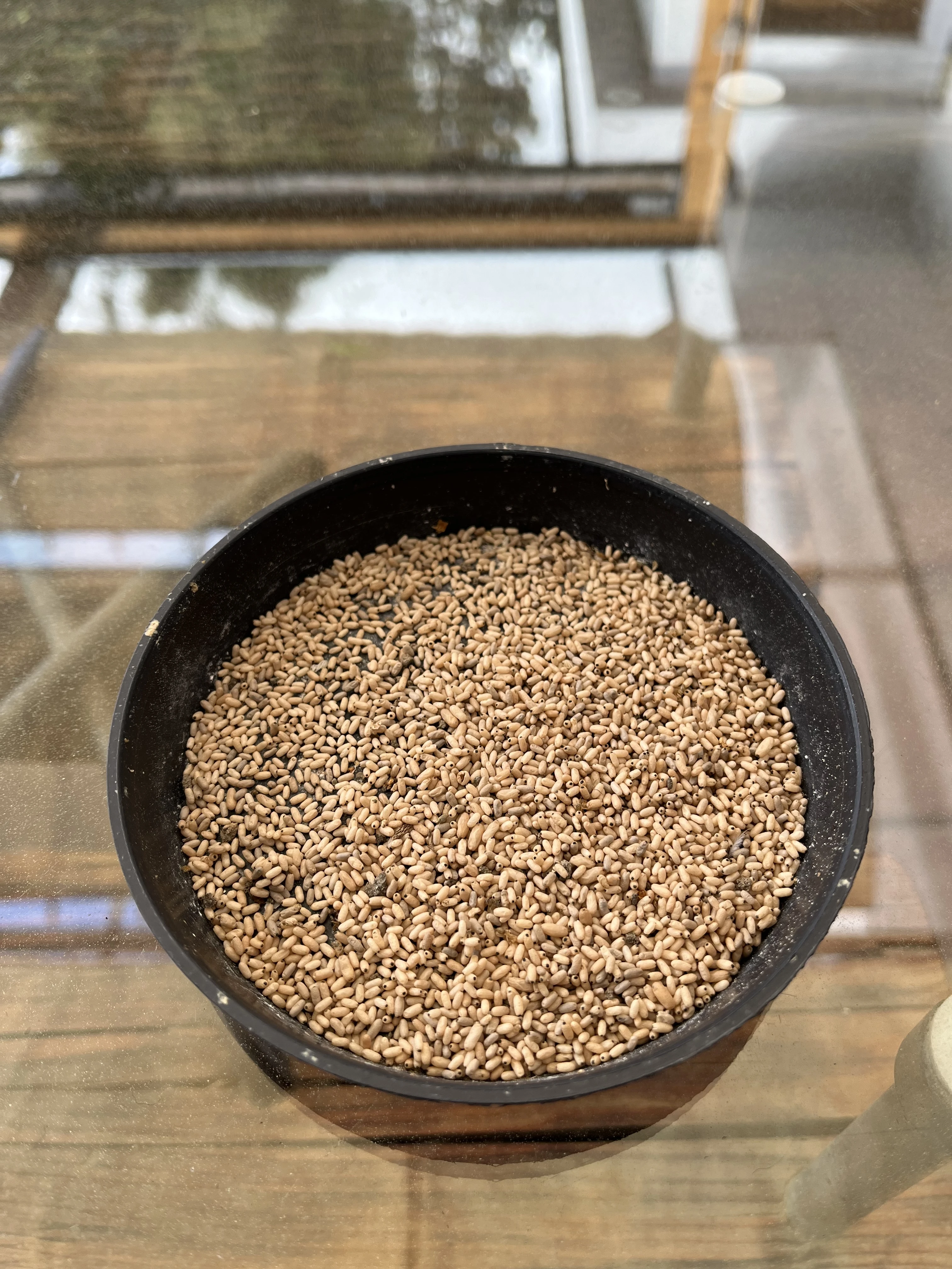 Mražené mravenčí kukly