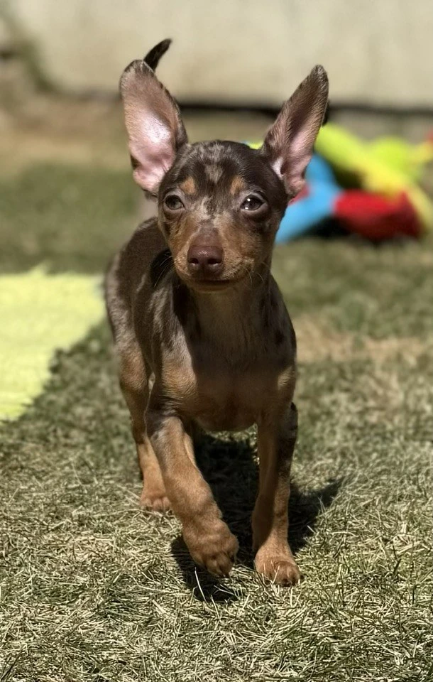 Pražský krysařík s PP Fci