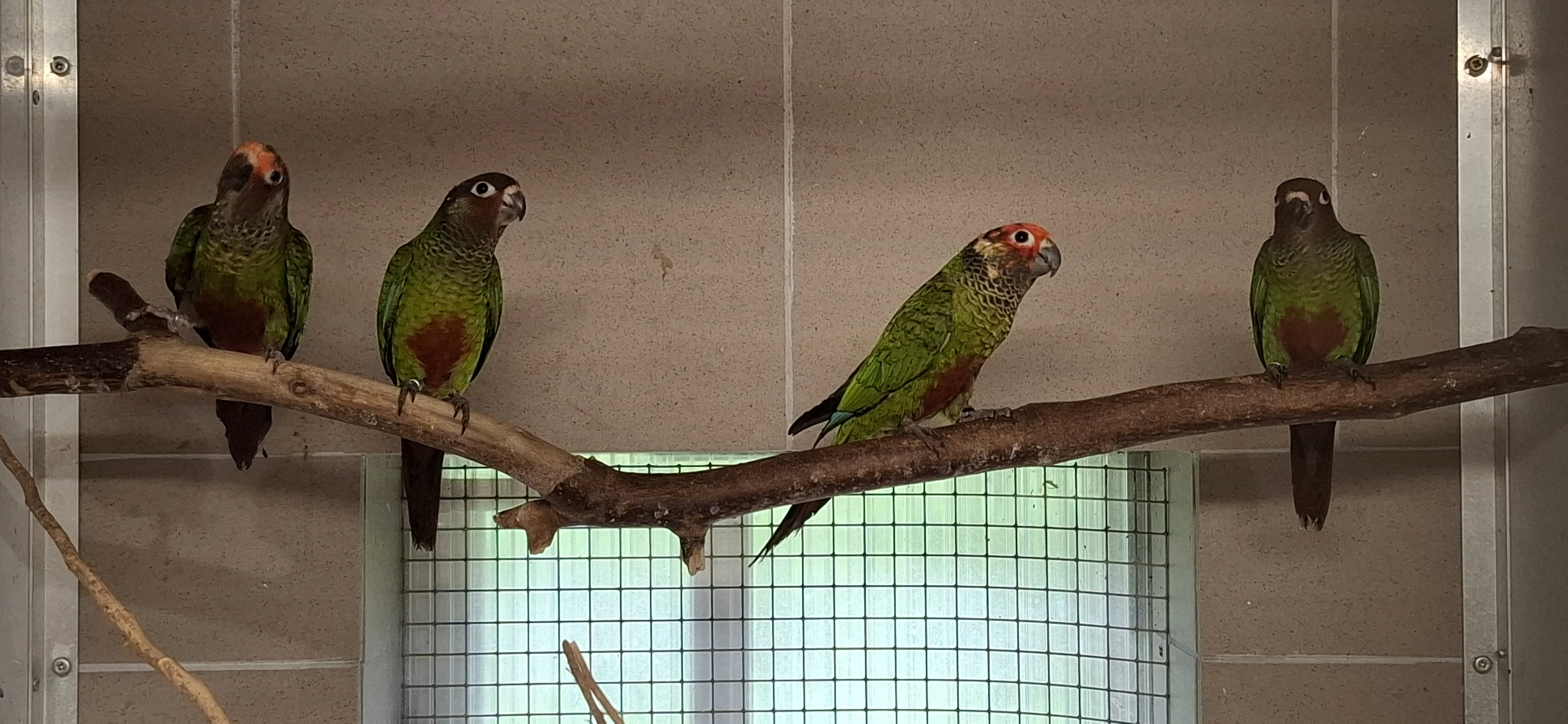 Pyrura ružovohlavy/Pyrrhura roseifrons