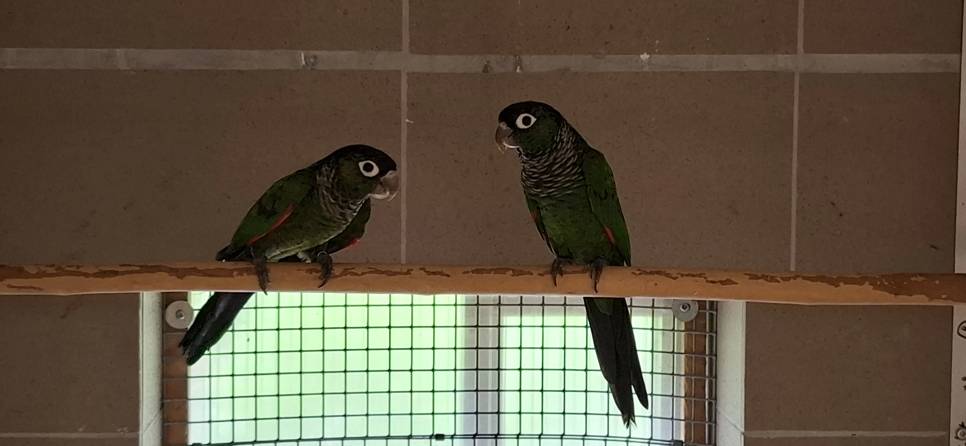 Pyrura hnedoocasý andský/Pyrrhura melanura souancei