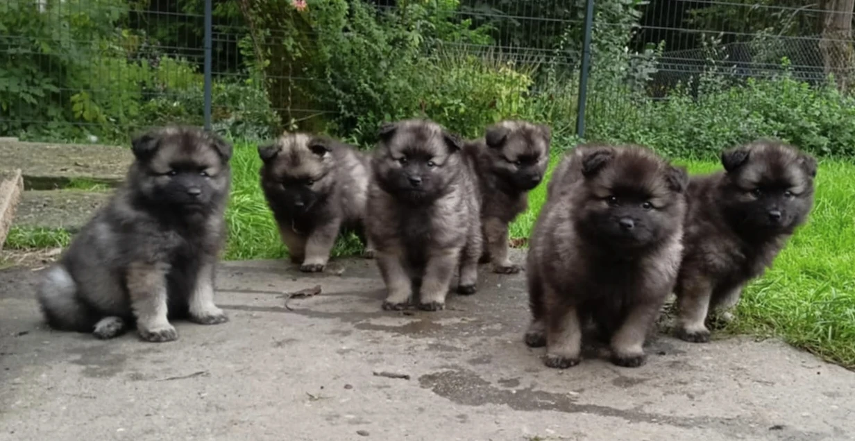 Německý špic vlčí prodám krásná, statná štěňata s PP