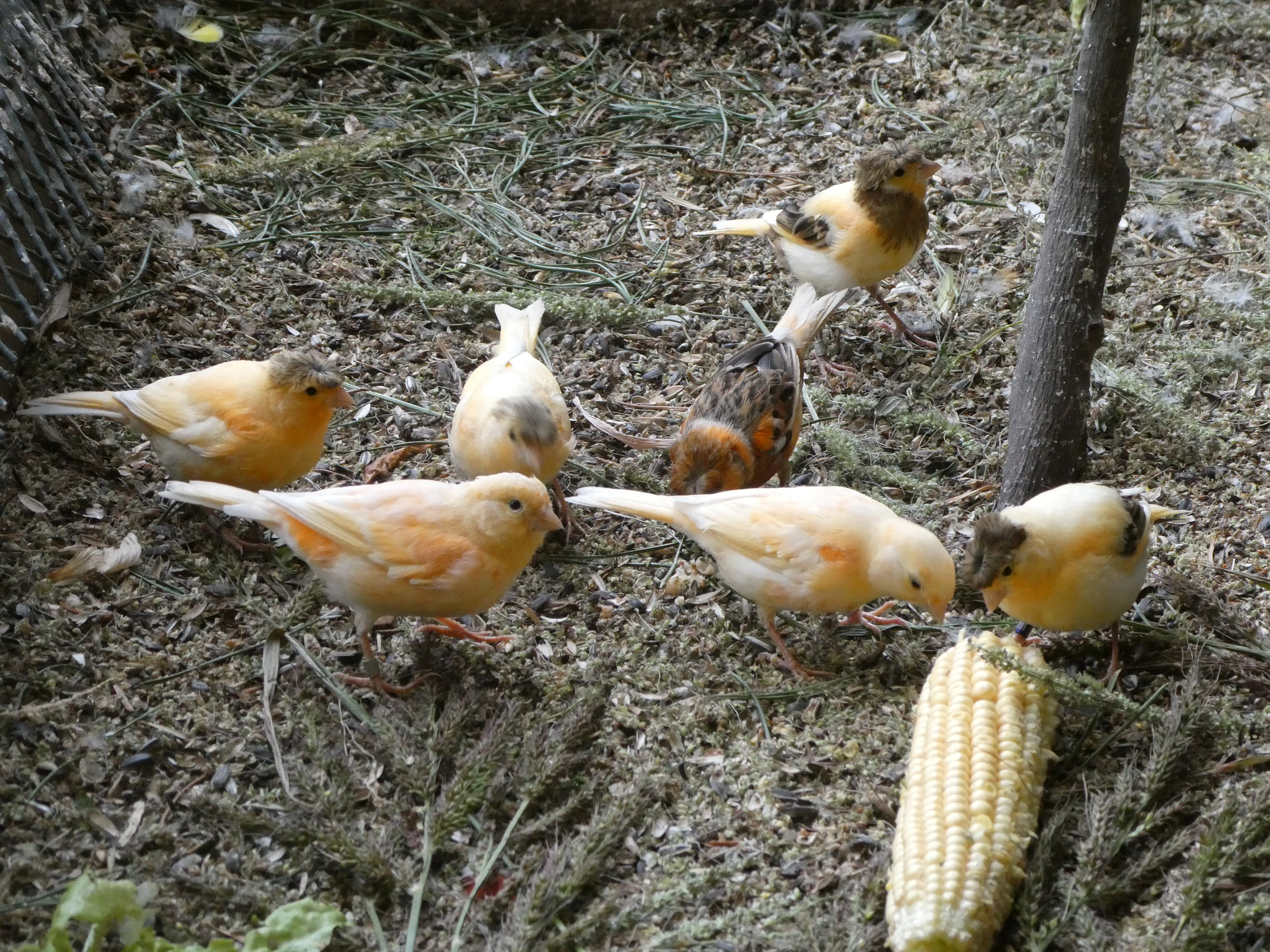 Prodám kanáry a zebřičky