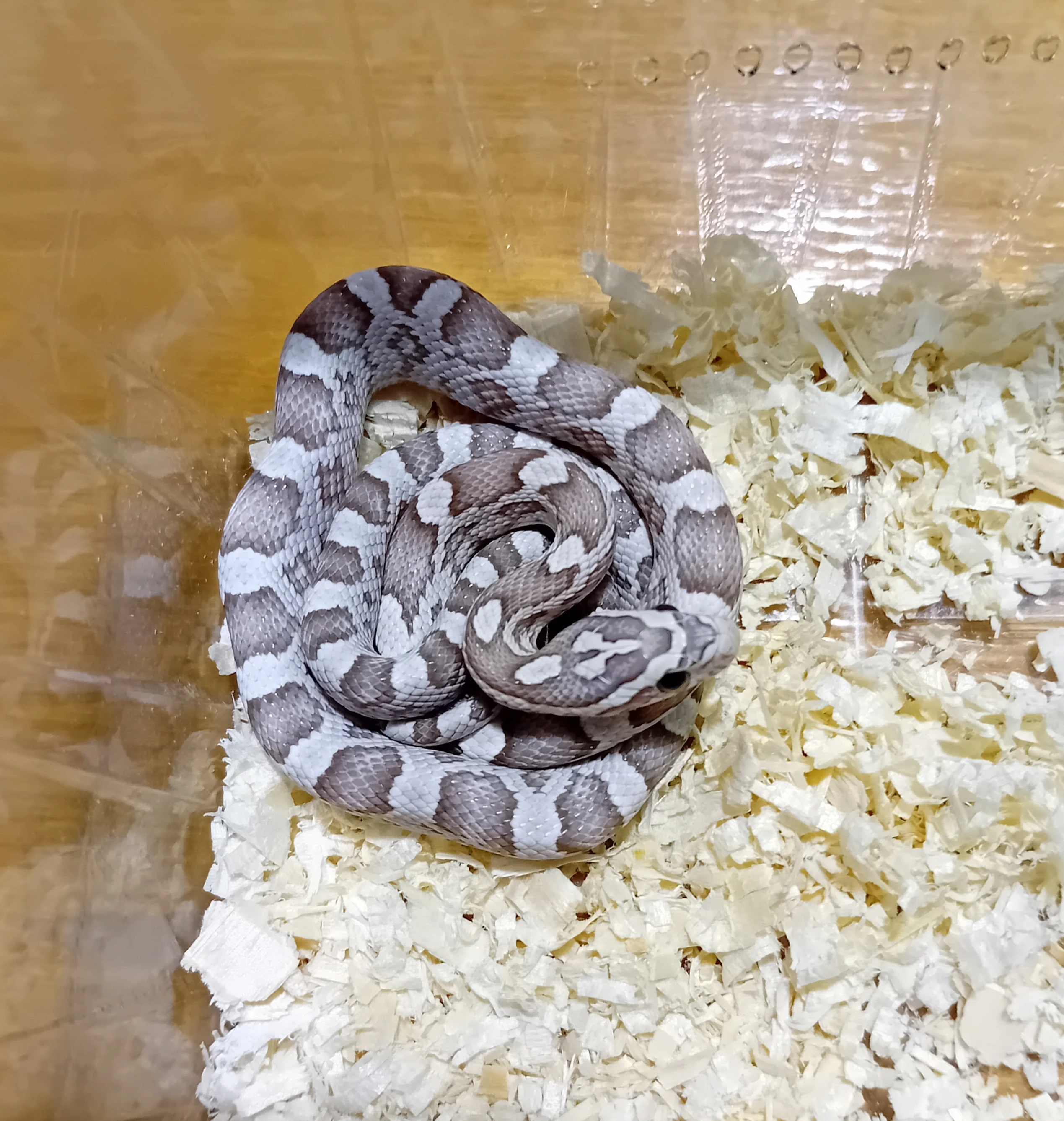 Užovka červená het. Scaleless