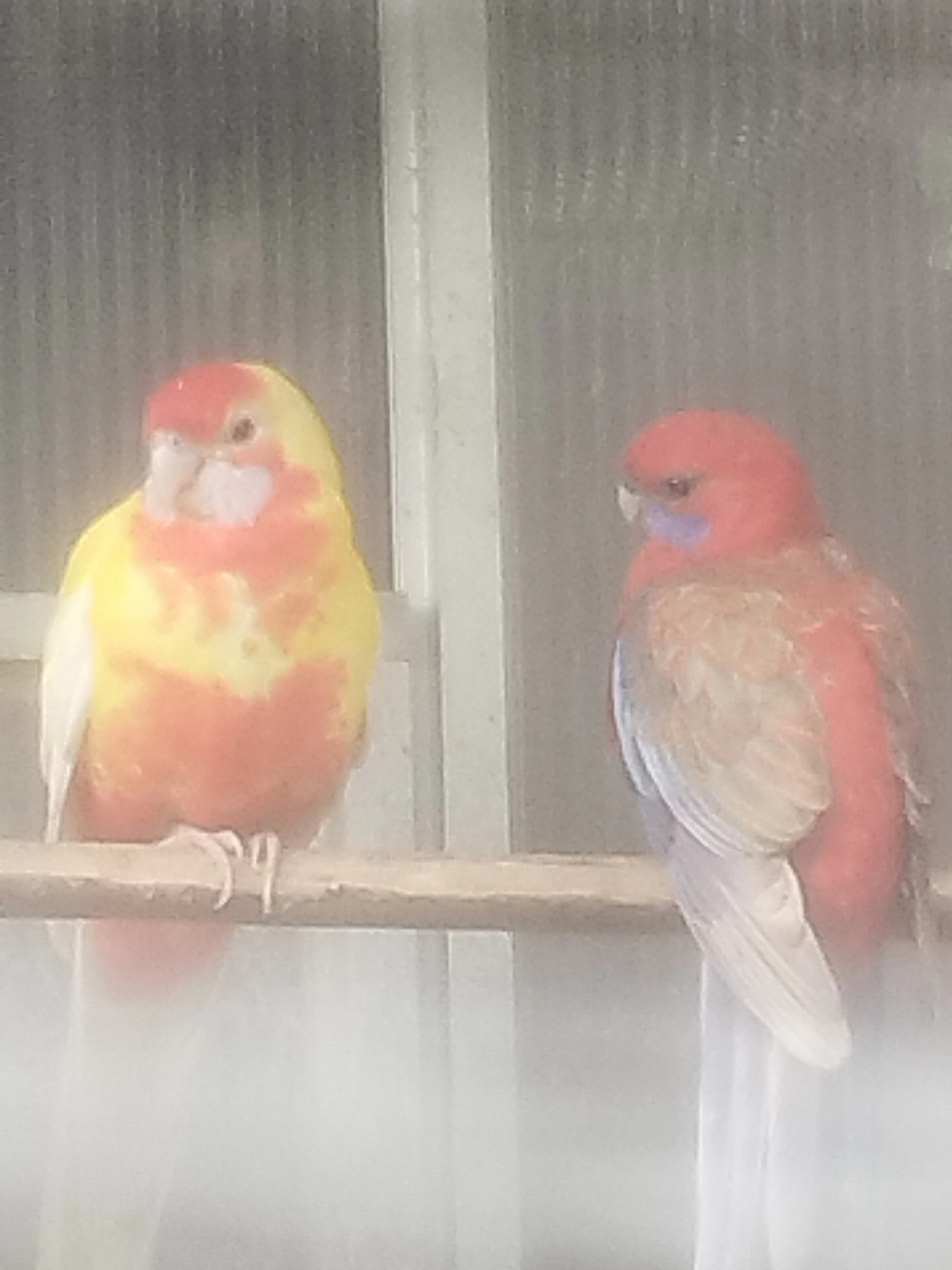 Prodám rosela penant