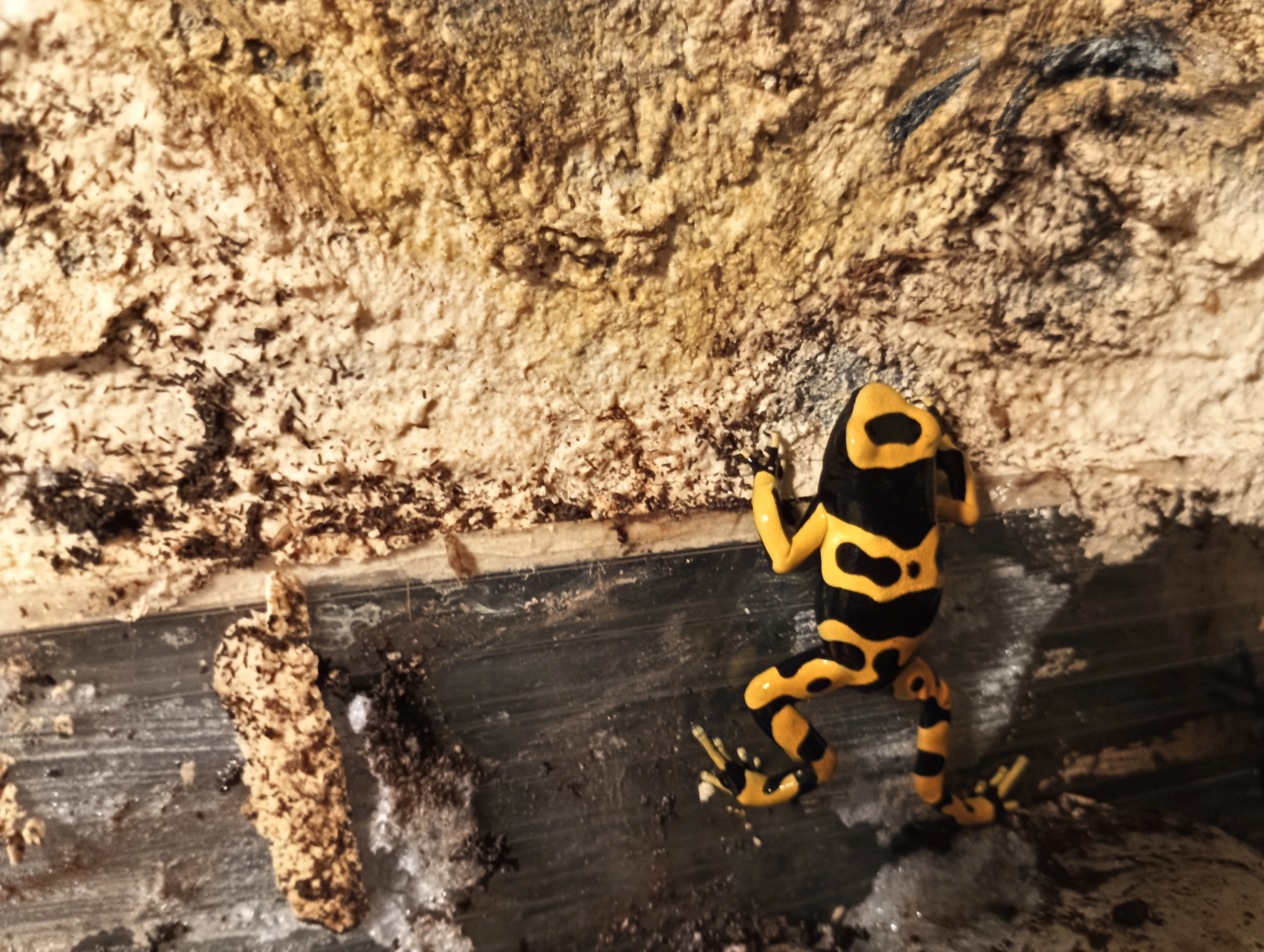 Pralesničky harlekýn