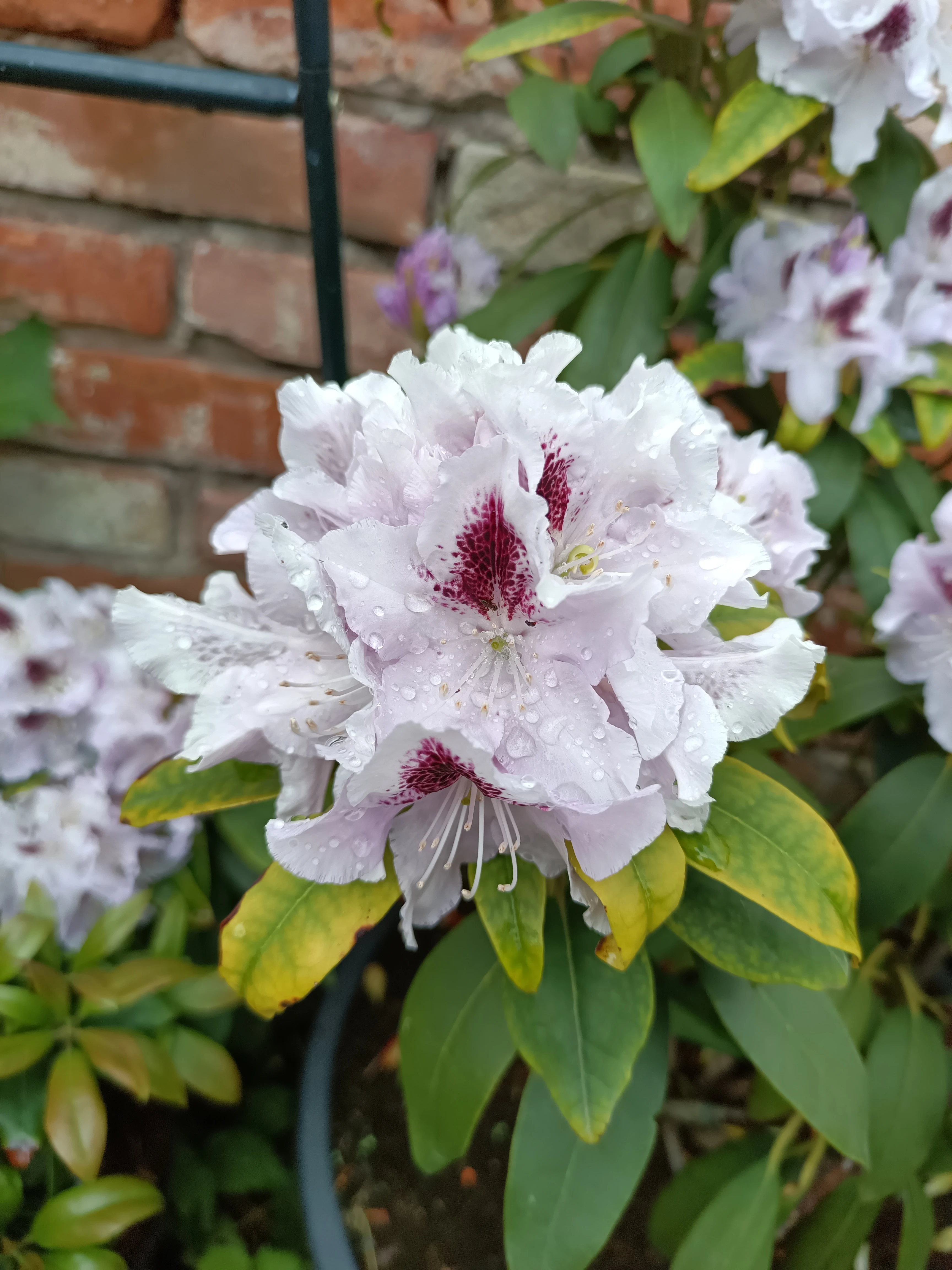 Rhododendron 2