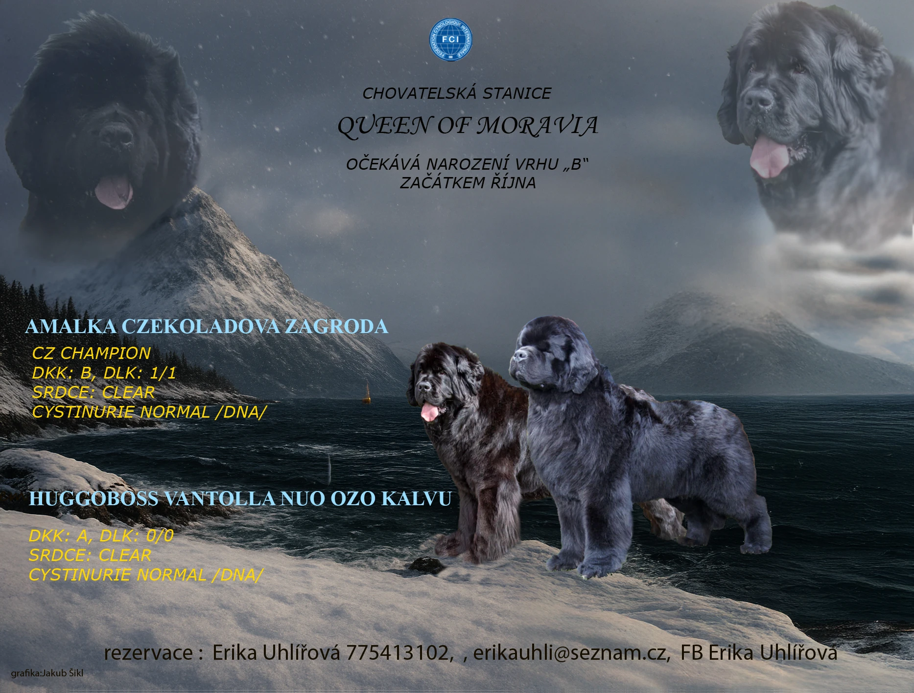 Novofundlandský pes ČERNÁ štěňátka