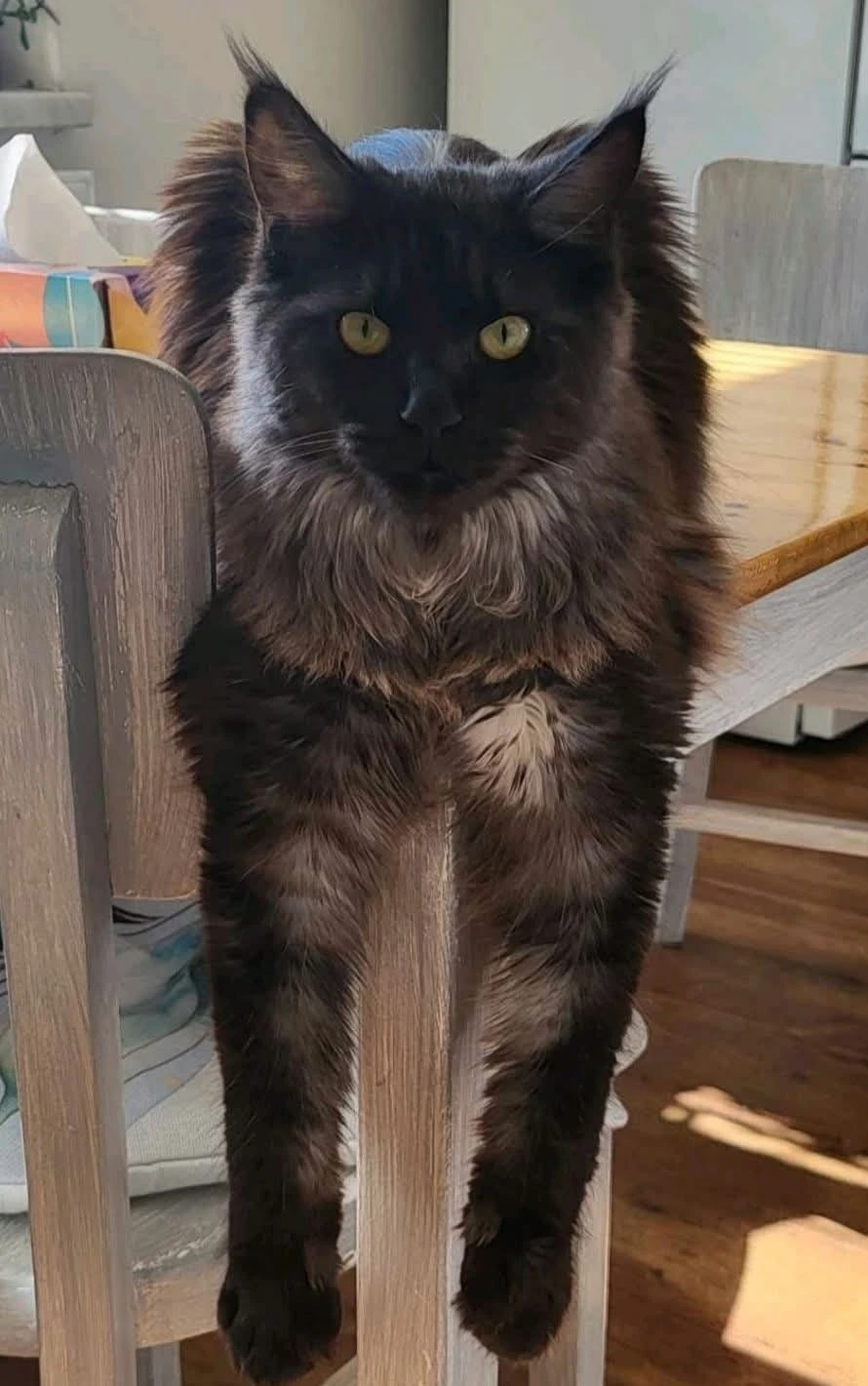 Kříženec mainské mývalí Zdarma