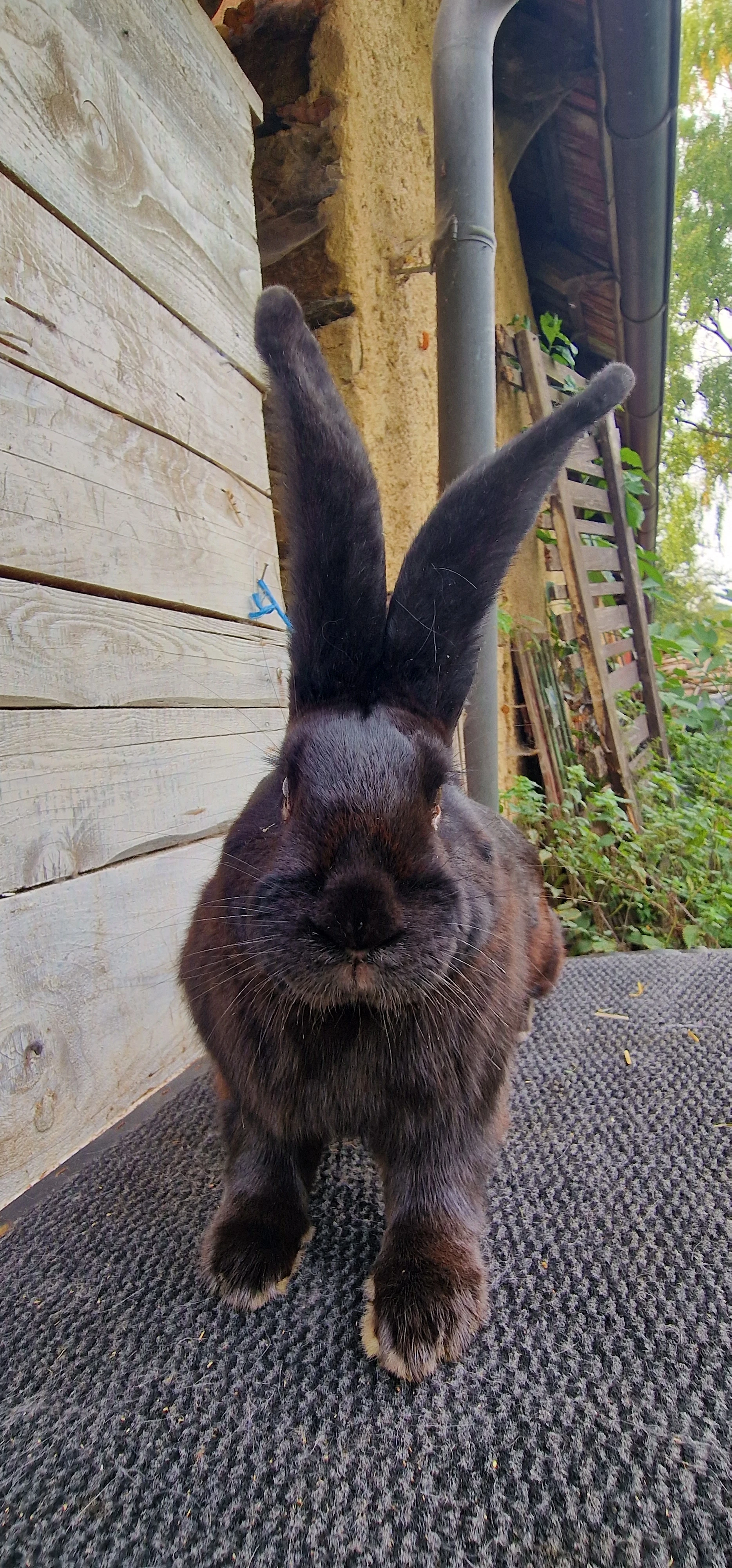 Belgický obr černý