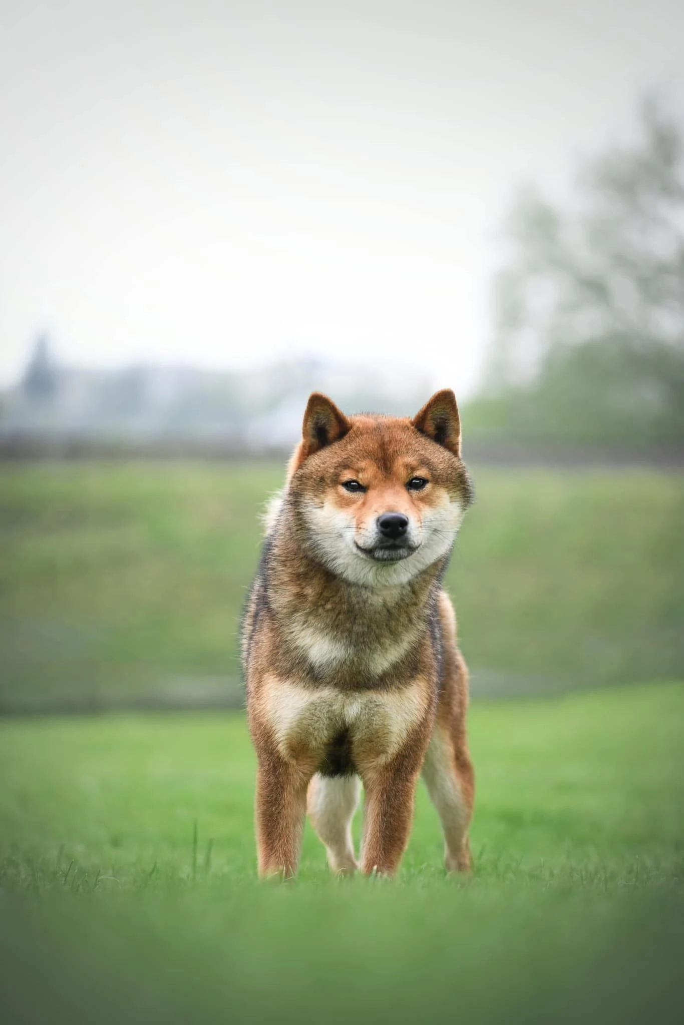 Nabídka kryti- Shiba s FCI PP
