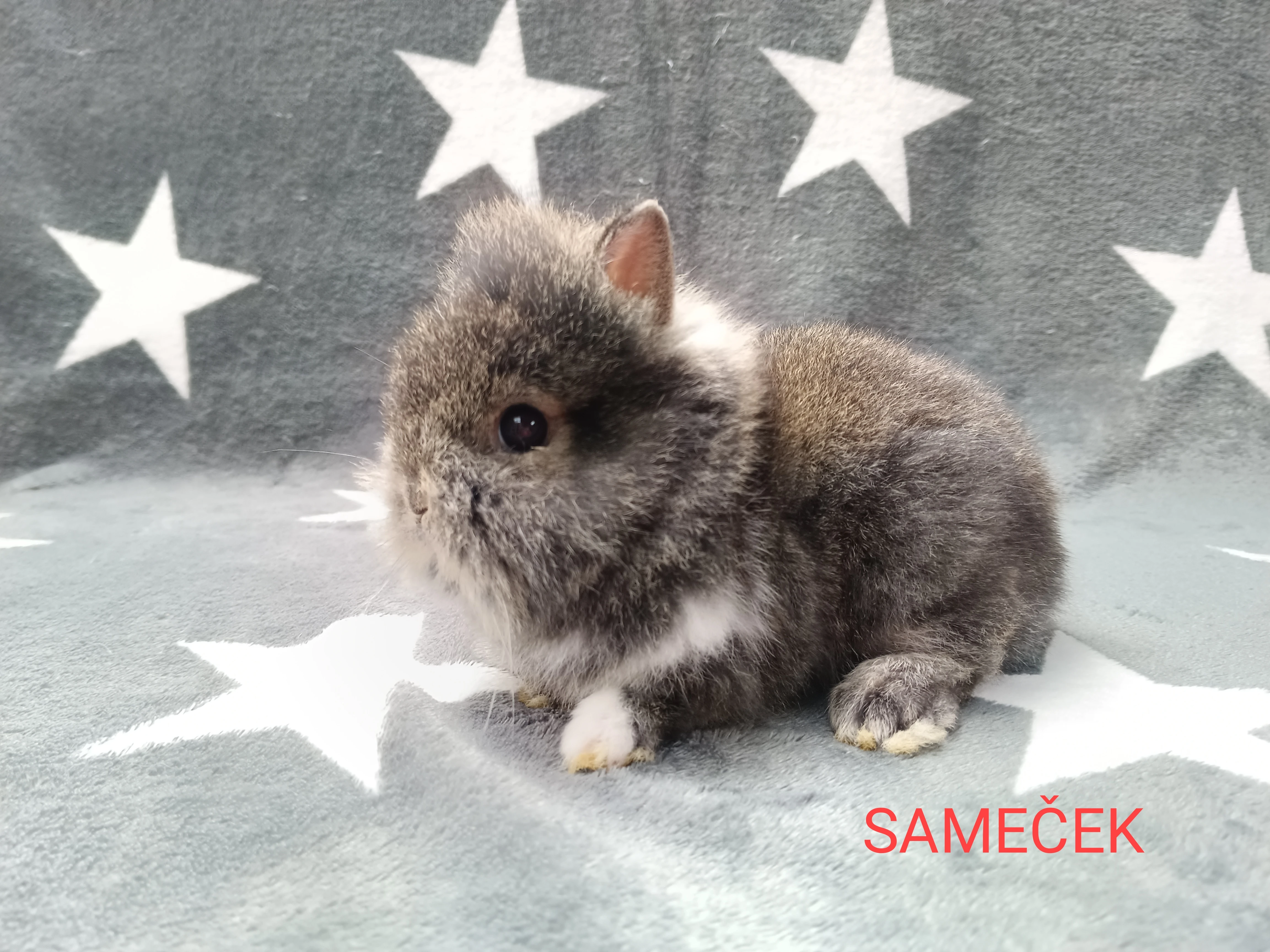 Prodám zakrslé králíčky