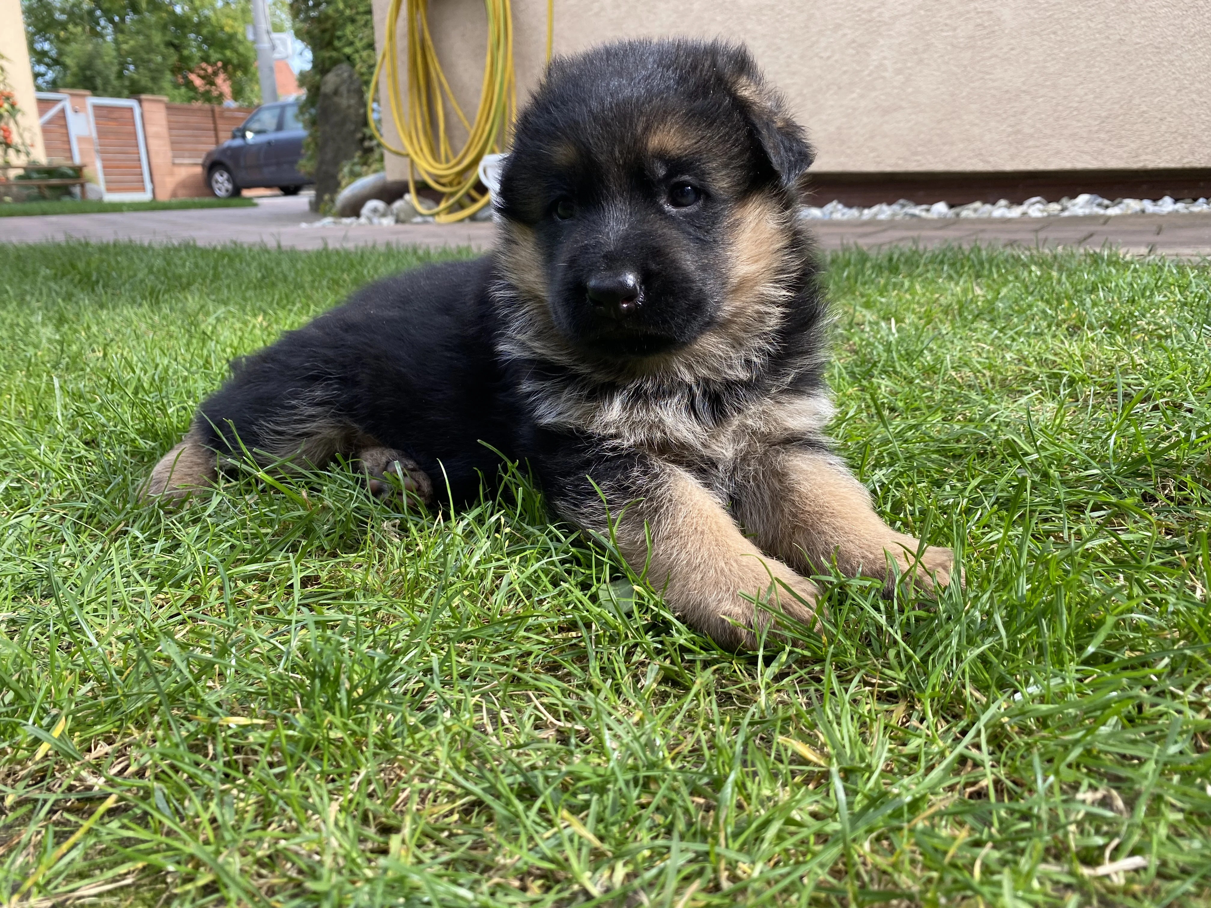 Prodám štěňata německého ovčáka