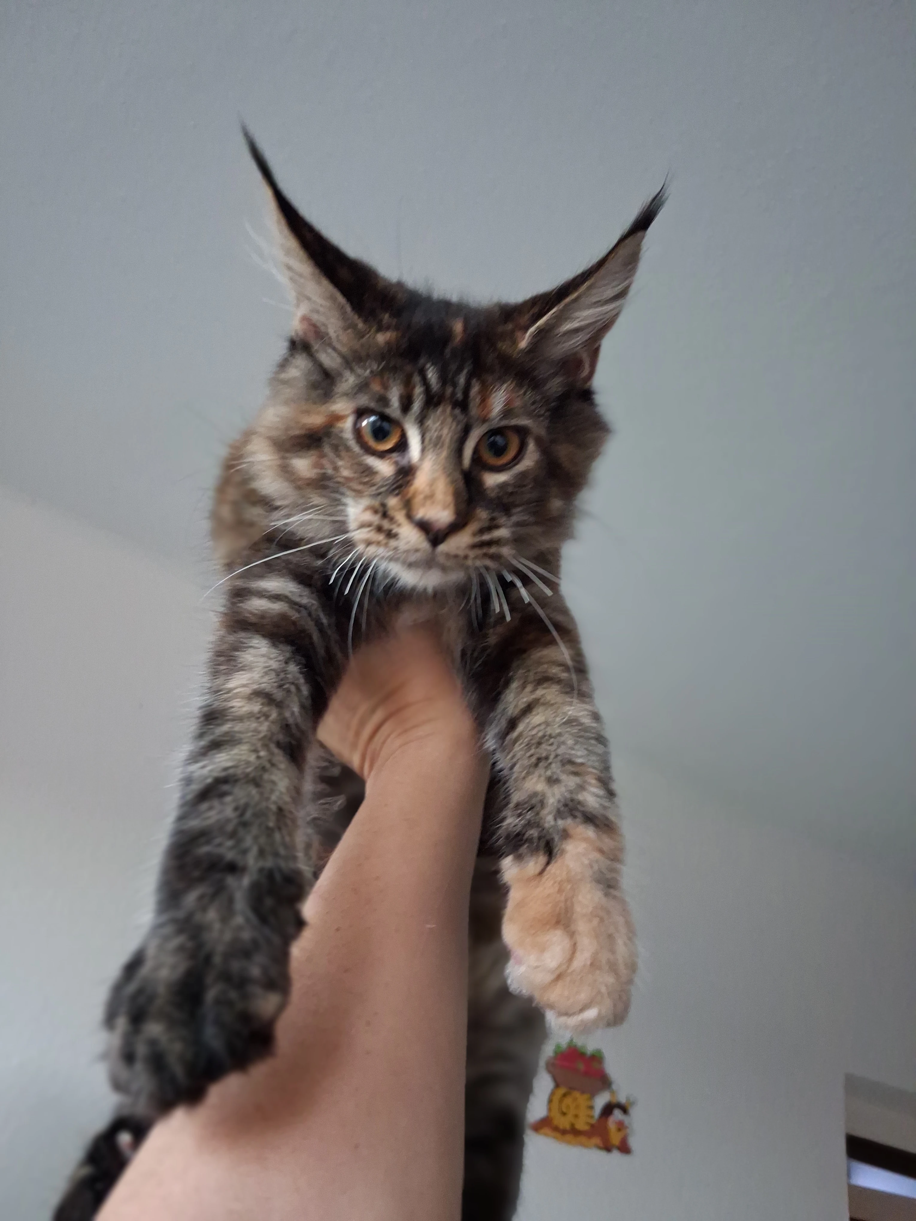 Mainska mývalí kočička