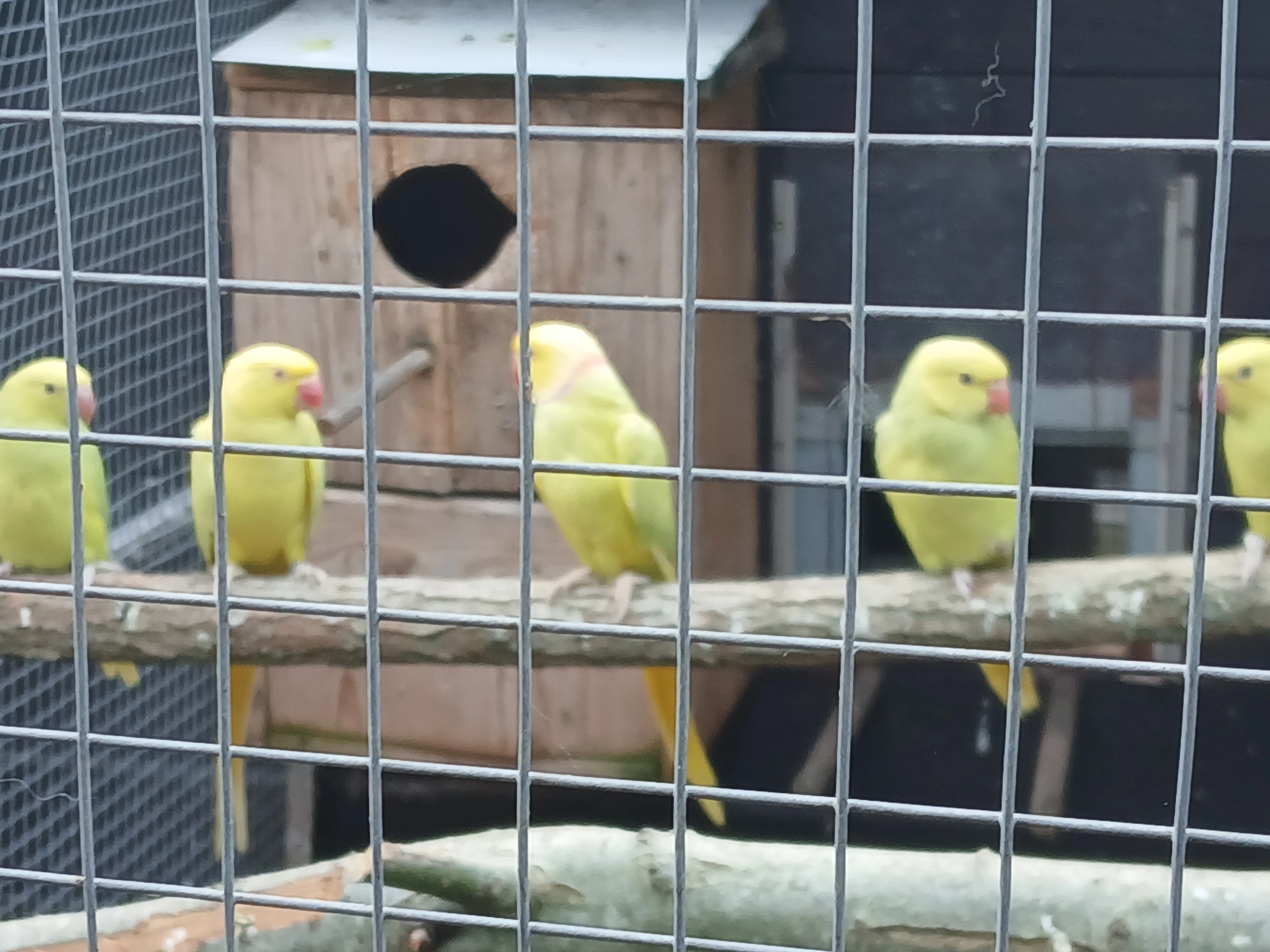 Prodám Alexandr malý zelený lacewing 0,1 s DNA