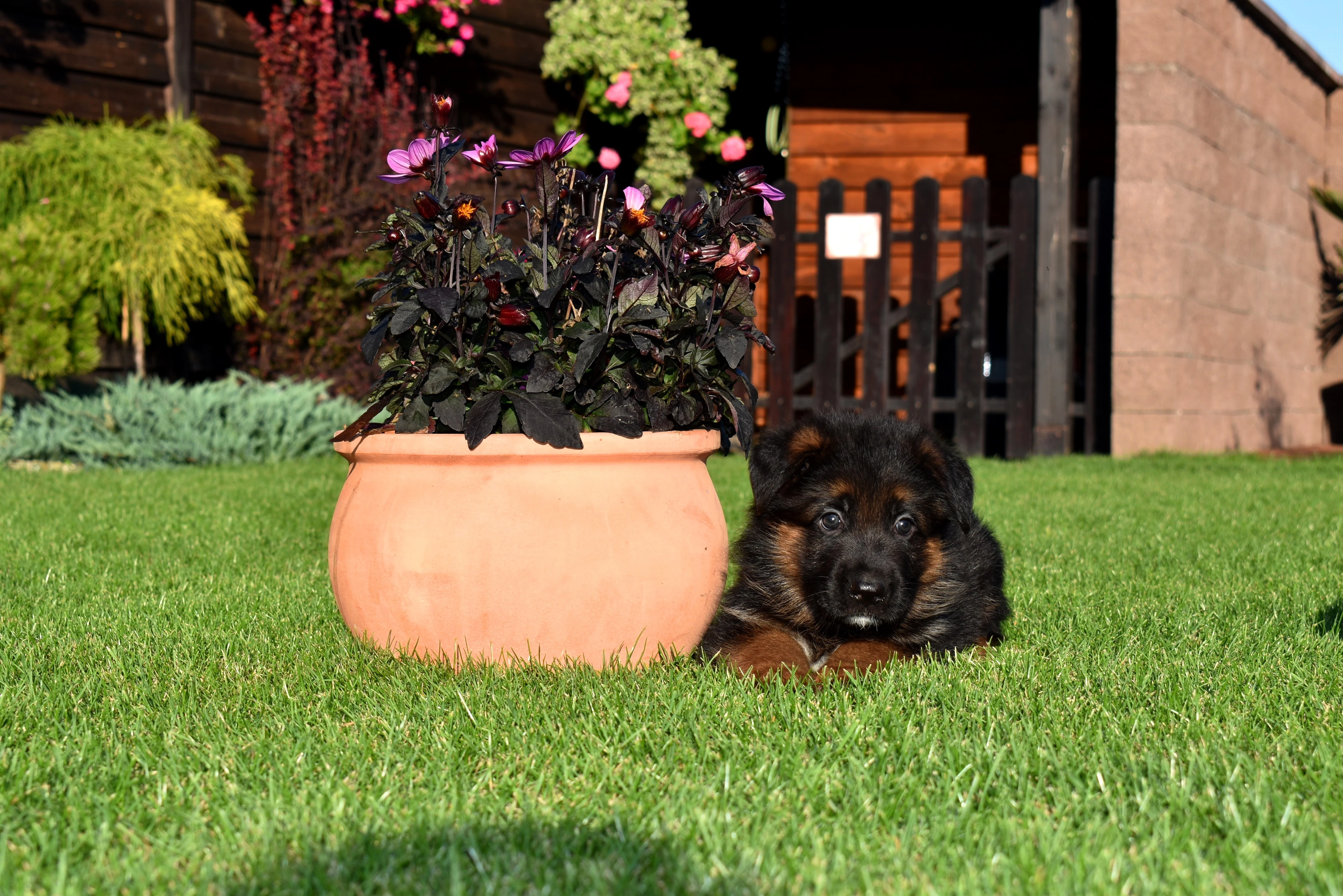 Prodám fenečku německého ovčáka