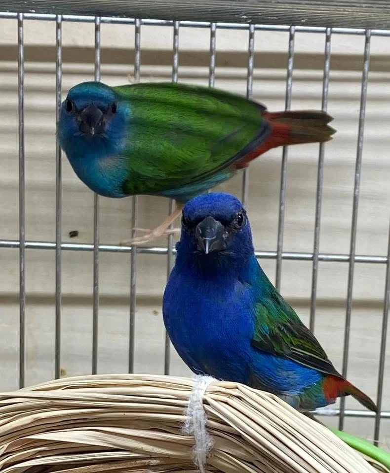 Amada zelenomodrá forbeska