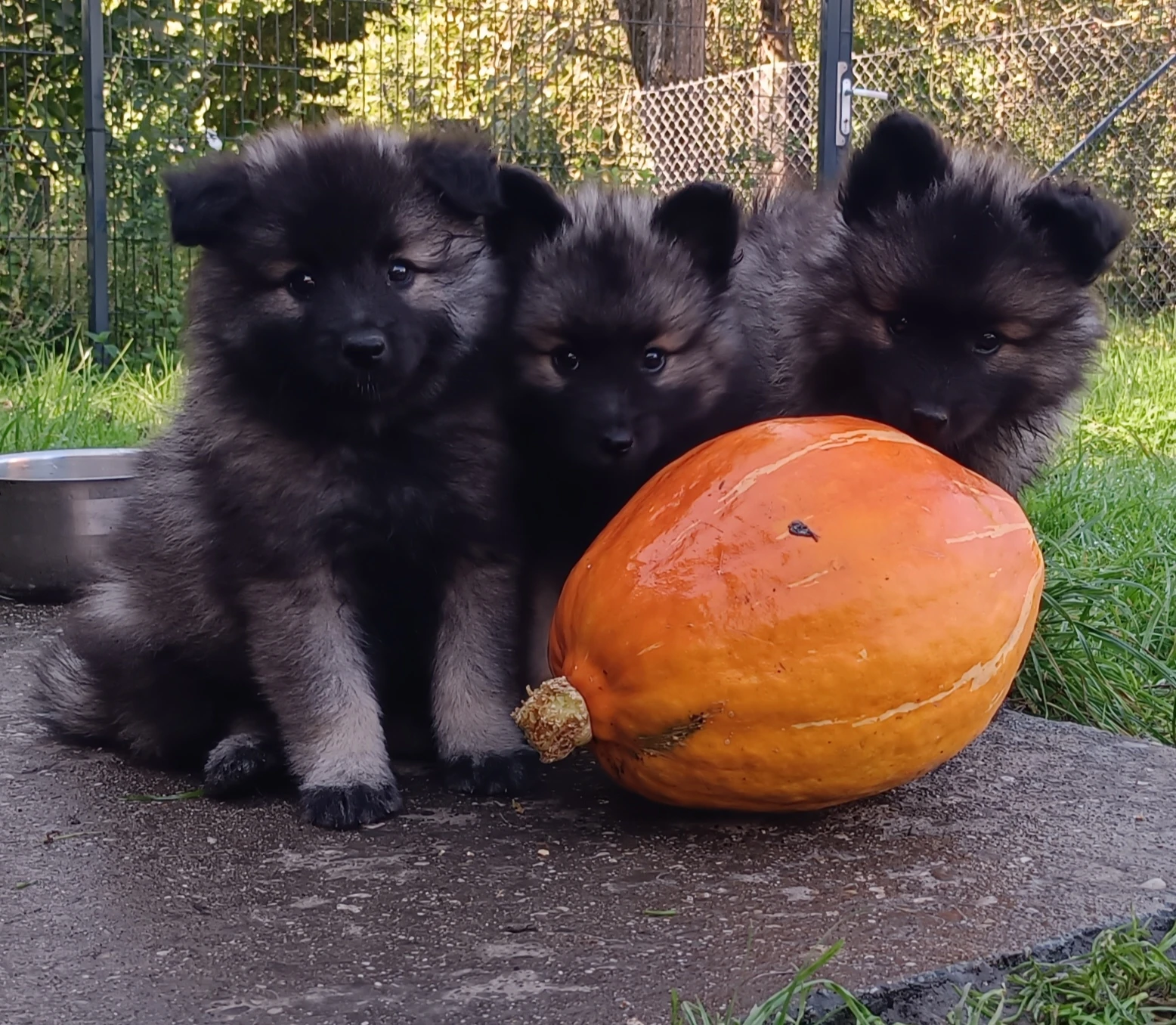 Německý špic vlčí krásná štěňata s PP