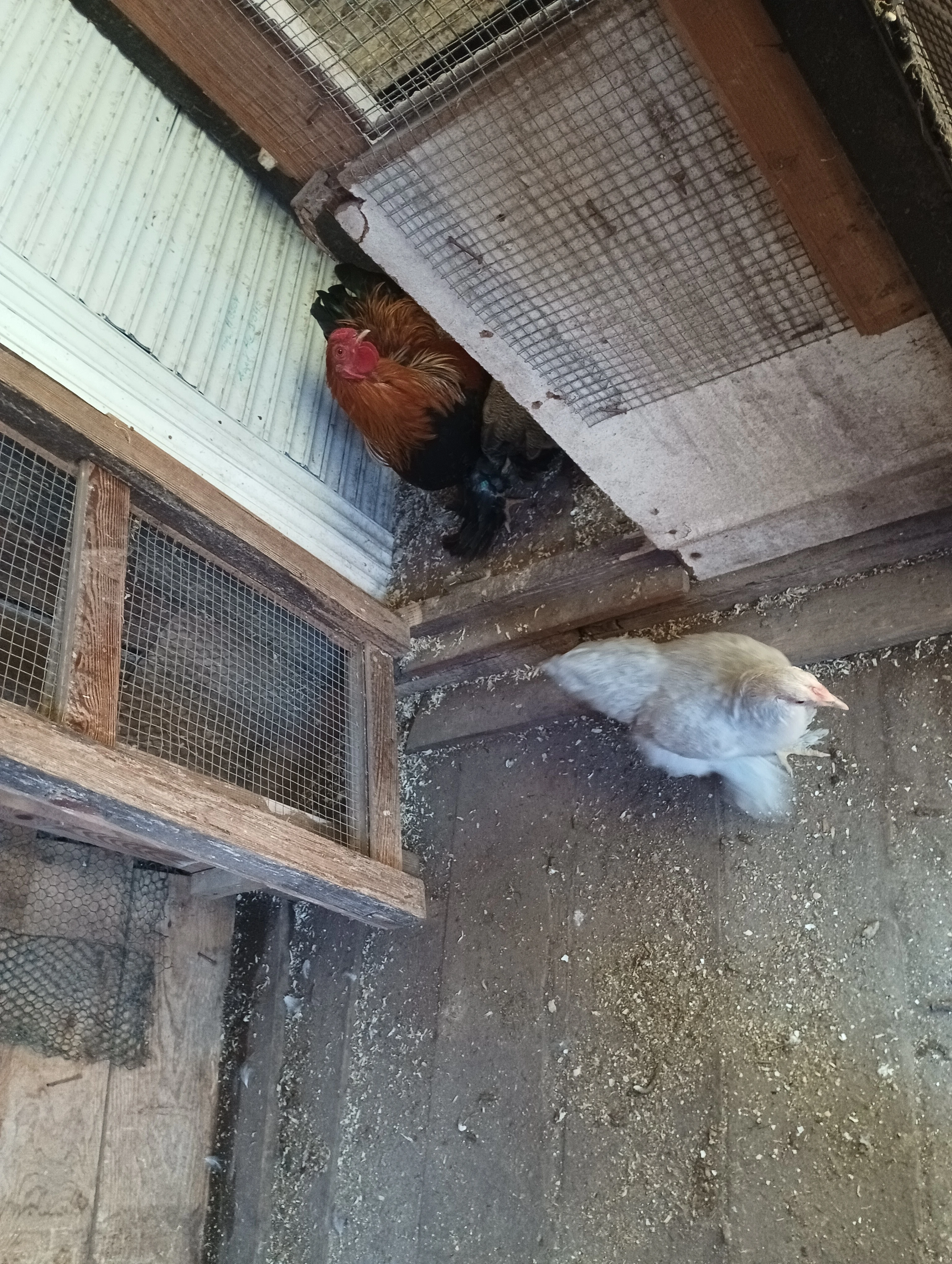 Daruji kohouta zdrobnělé brahmanky koroptví.