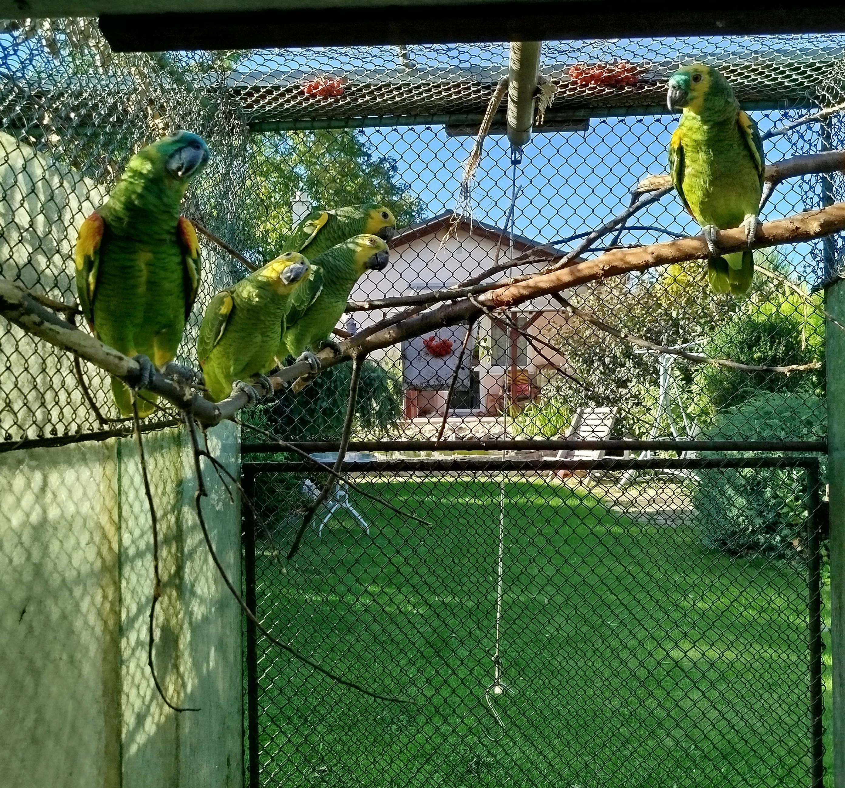 Amazoňan modročelý xanthopteryx