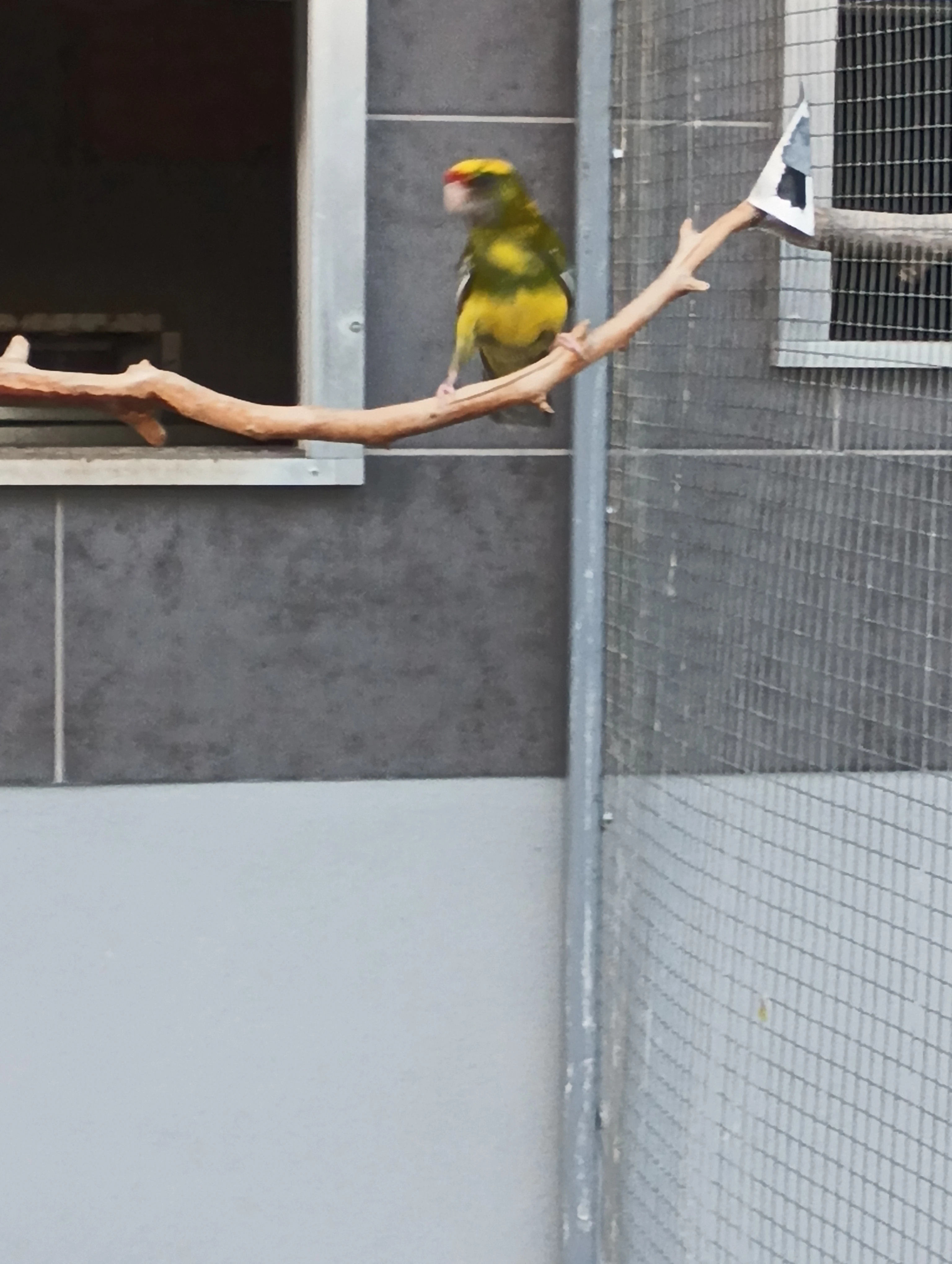 Rosela penant straka