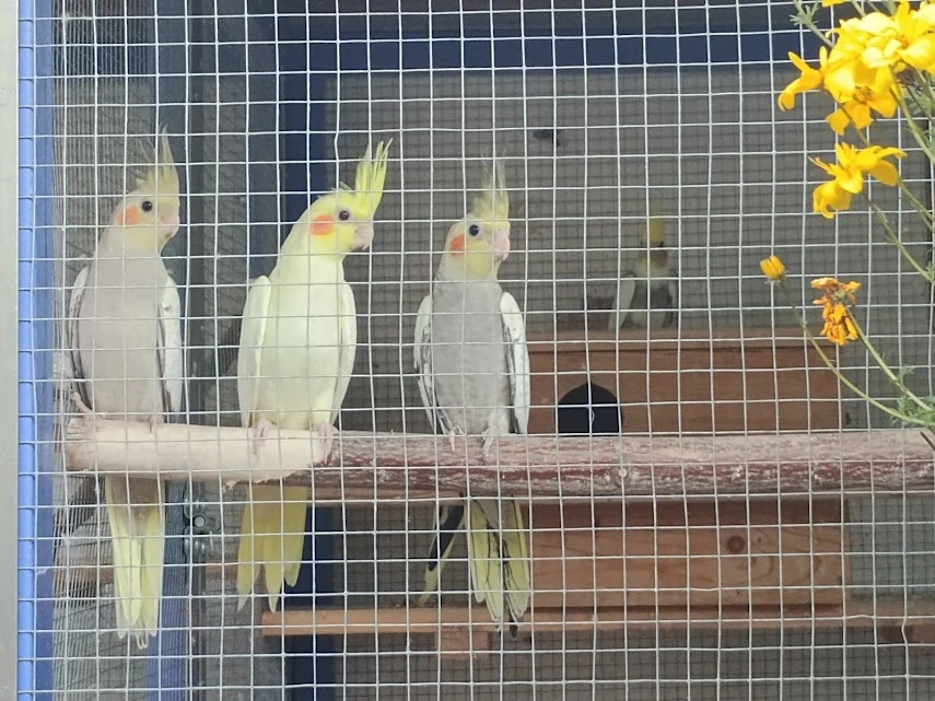 Prodám letošní mladé korely