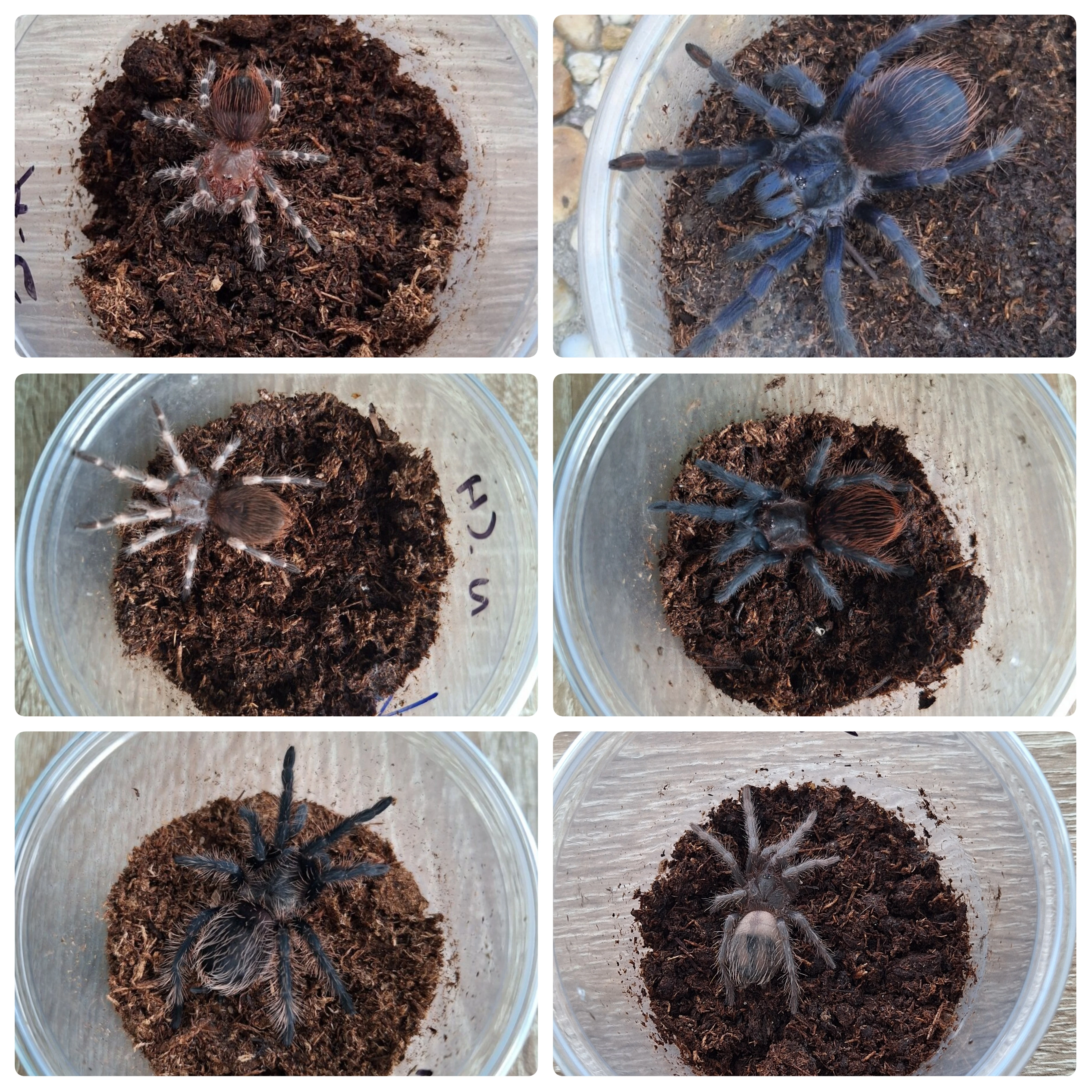 Sklípkani: Acanthoscurria, Brachypelmy, Nhandu, Lasiodora - zasílám
