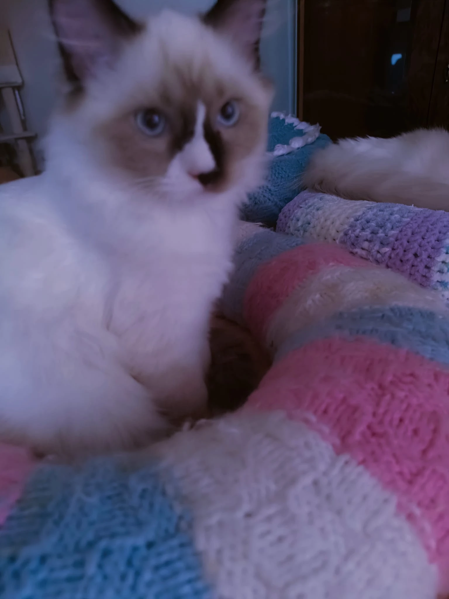 Nabízíme k prodeji krásného kocourka Ragdoll s PP jmenem Frodo De-Rotte